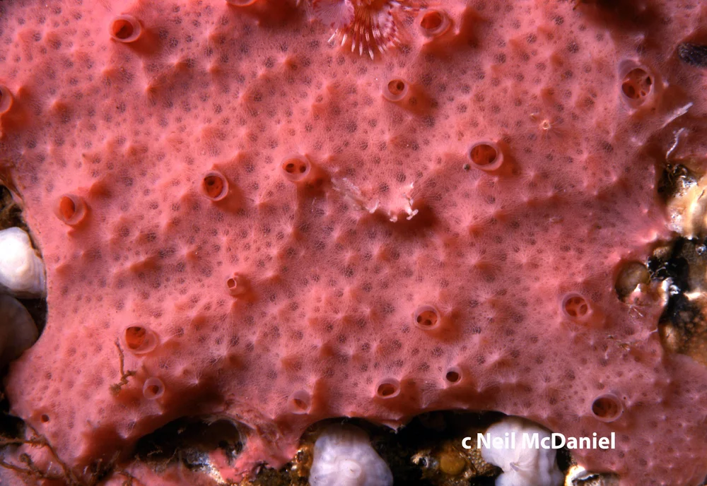 Aplysilla new species.jpg
