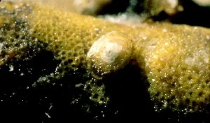 Hexadella new sp. 3.jpg