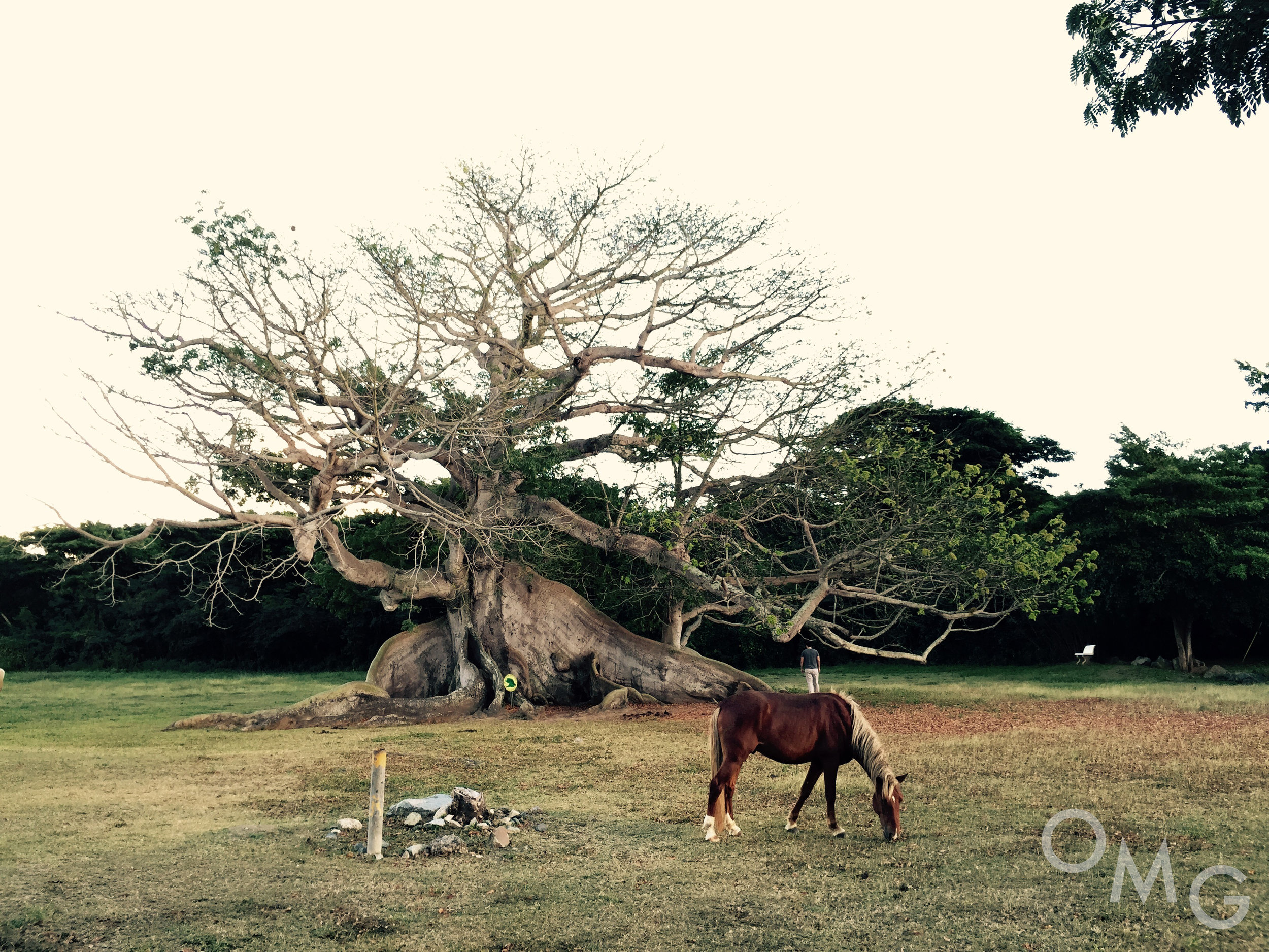Ceiba Tree copy.jpg