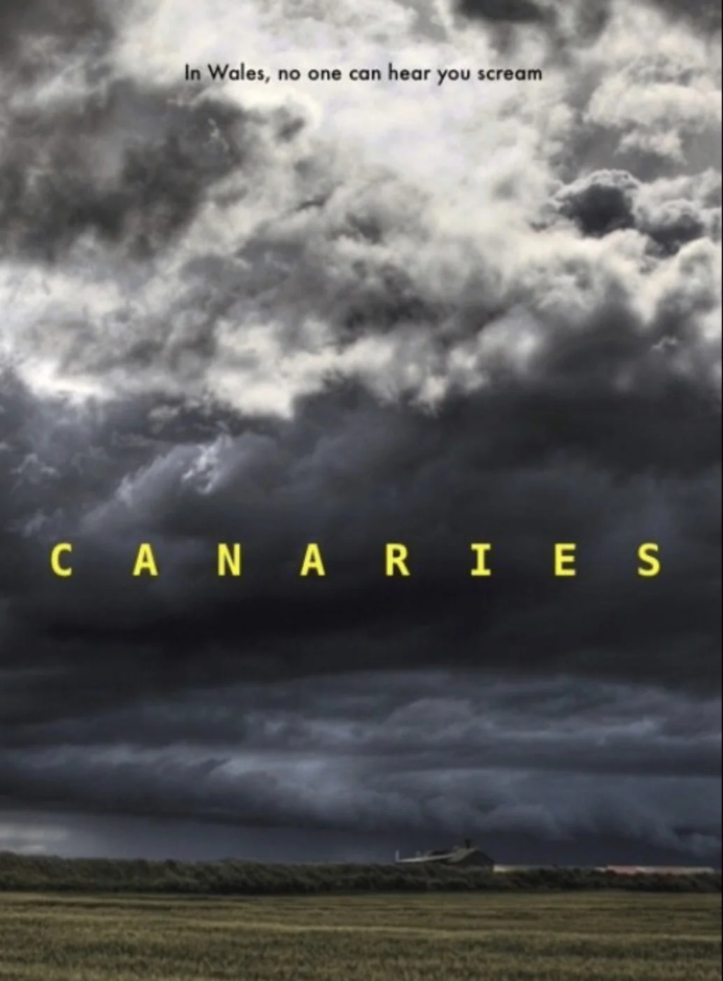 Canaries 21.jpg