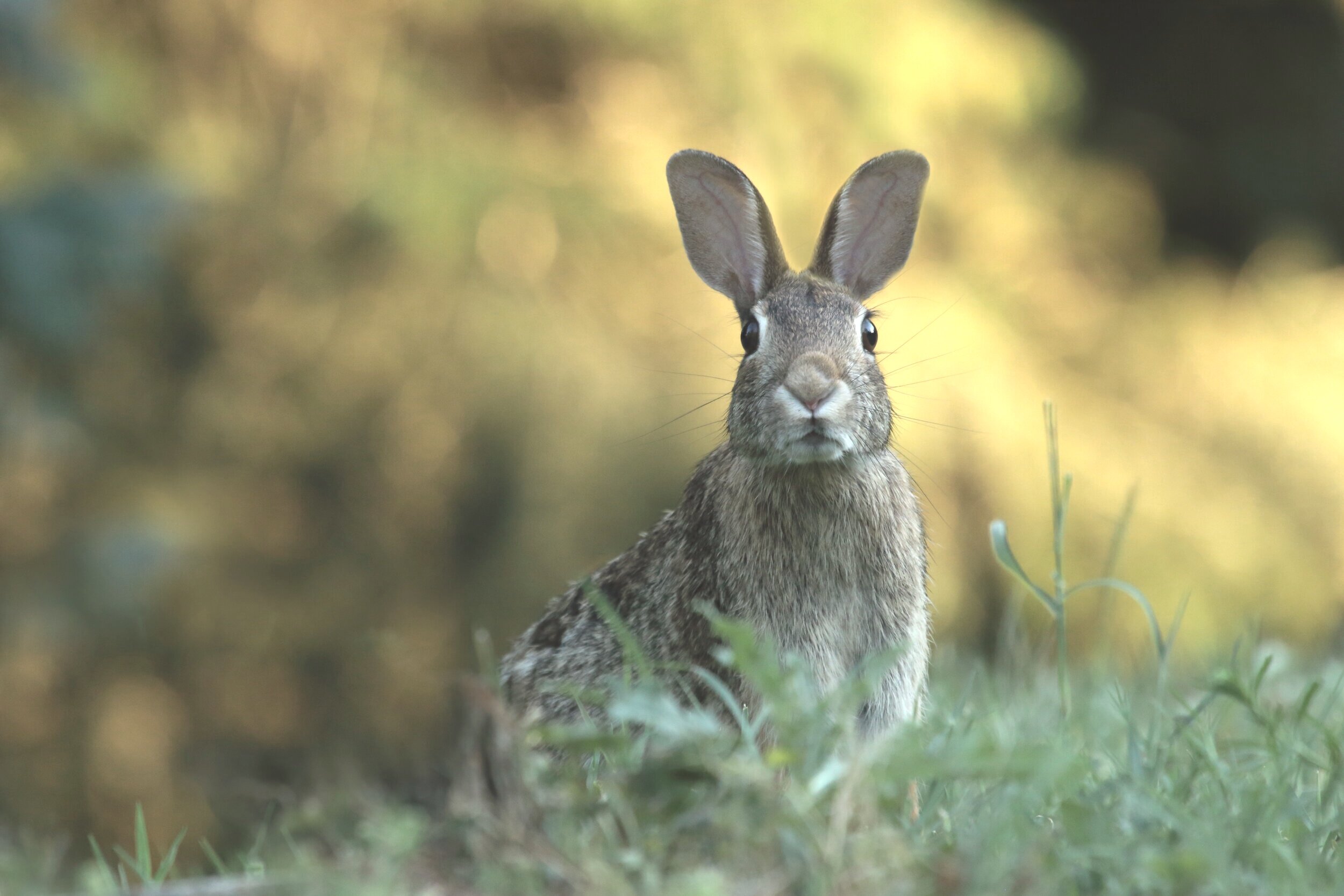 Rabbit sits on grass