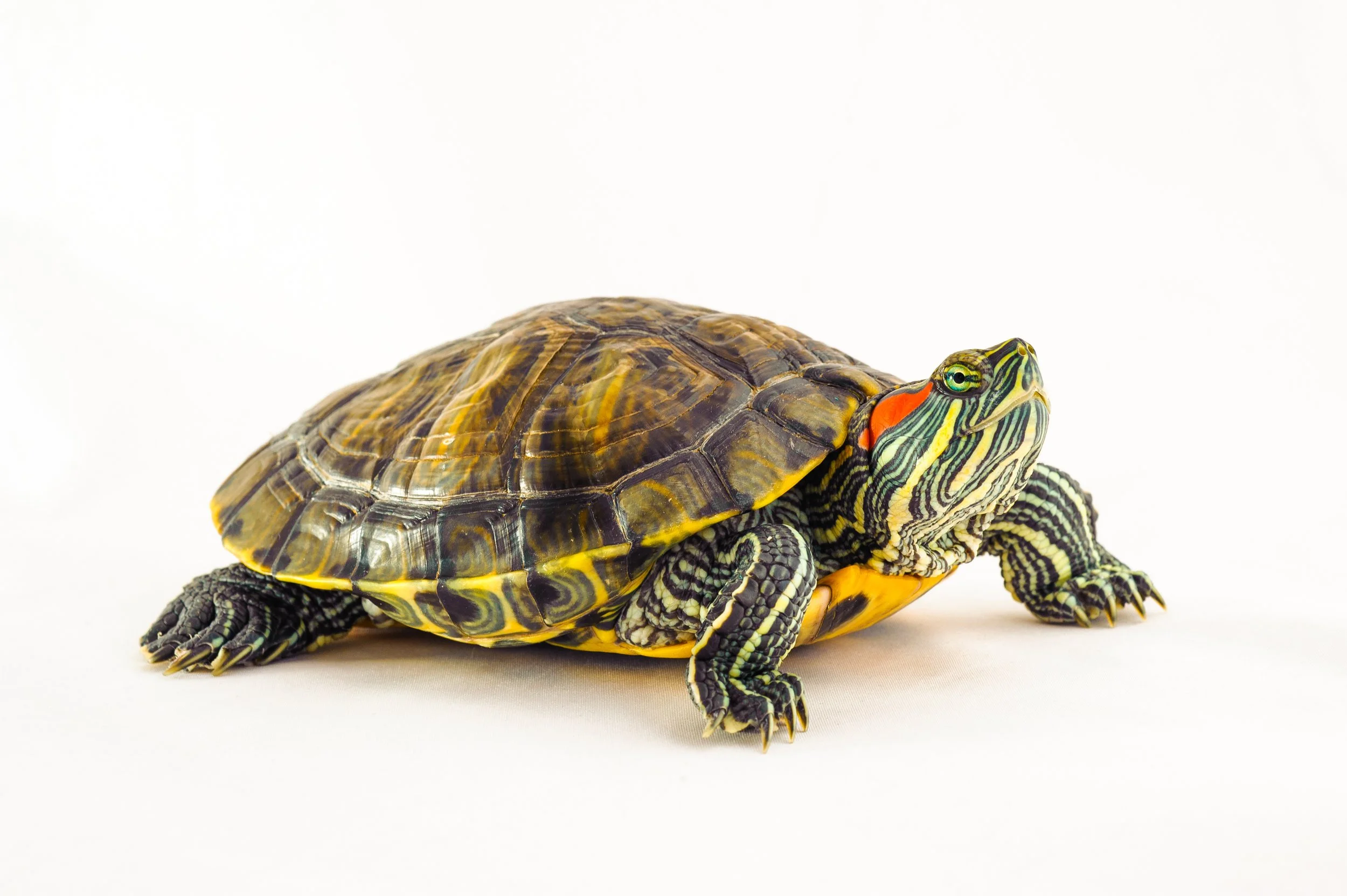 Products to keep your aquatic turtle healthy and happy