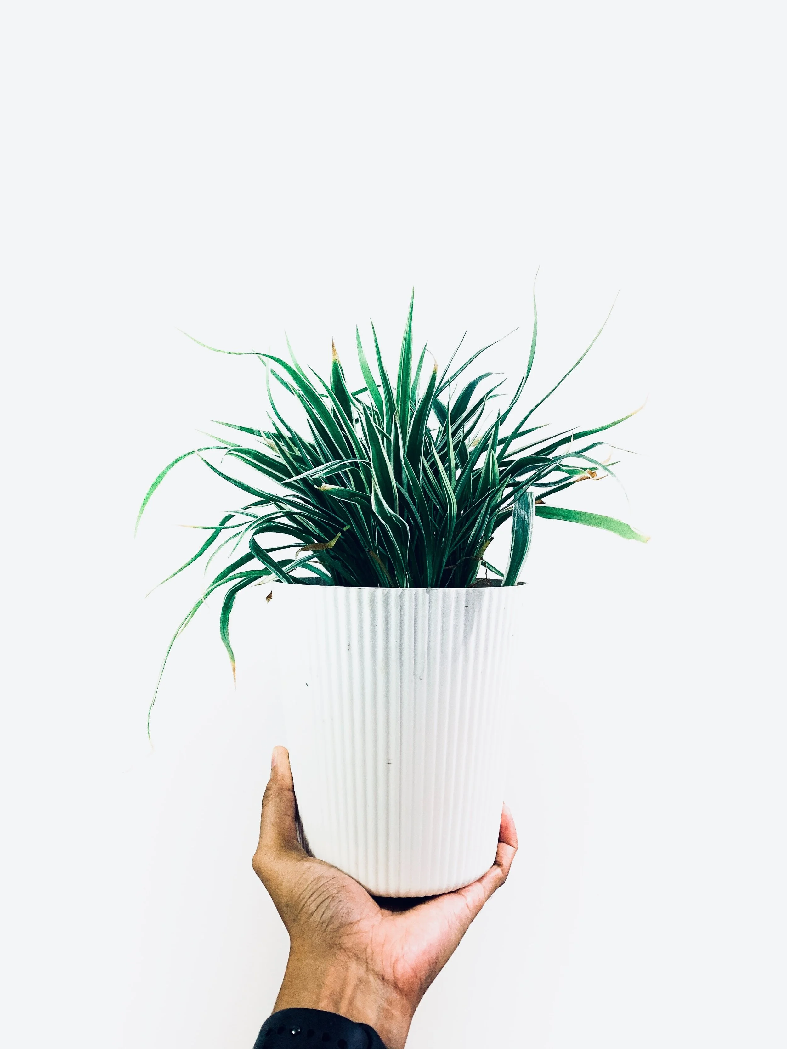 5 Ways Your Houseplants May Be Improving Your Health