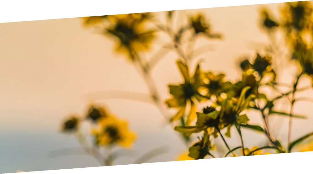 flowers_1.jpg
