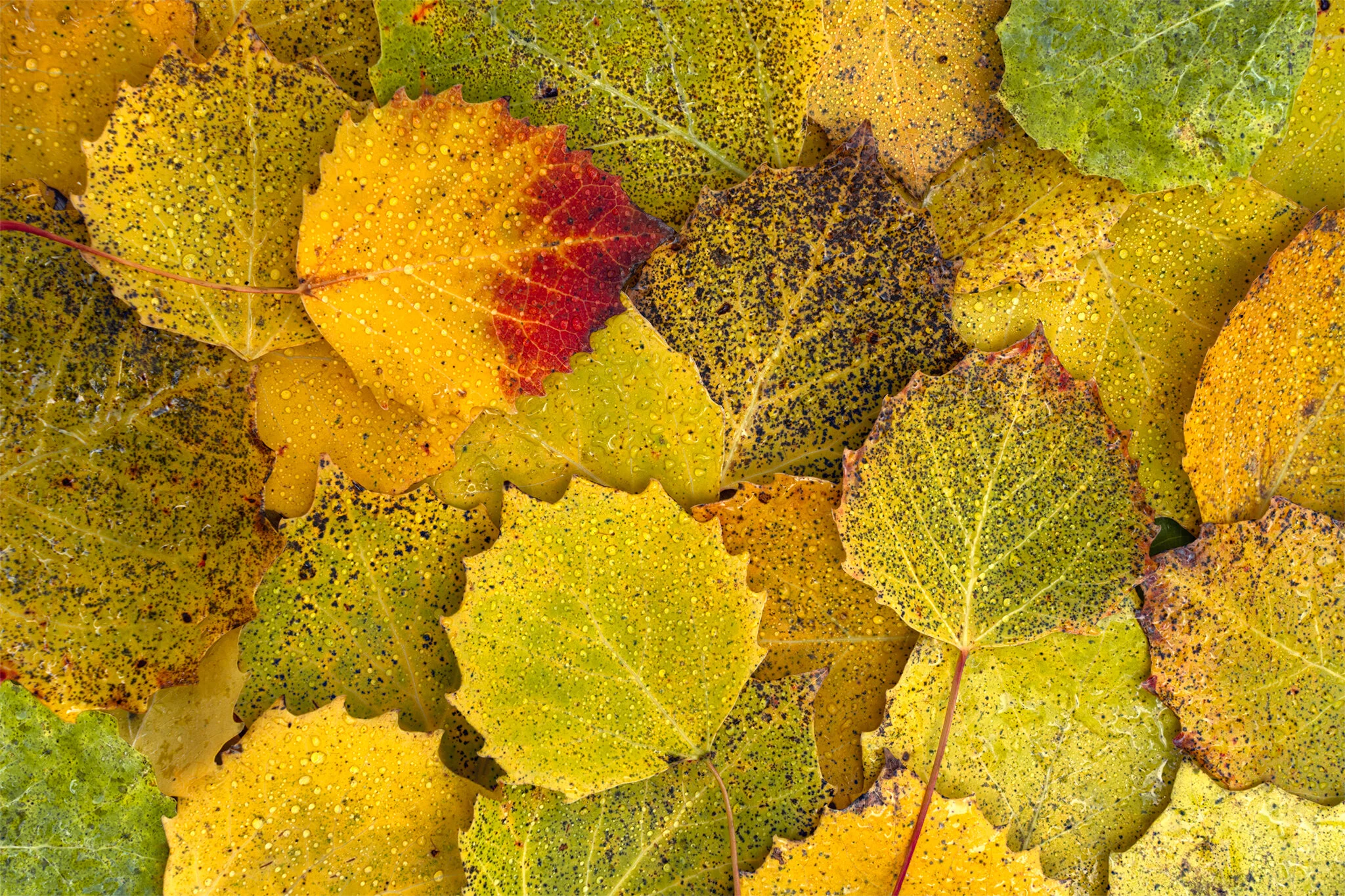 PoplarLeaves copy.jpg