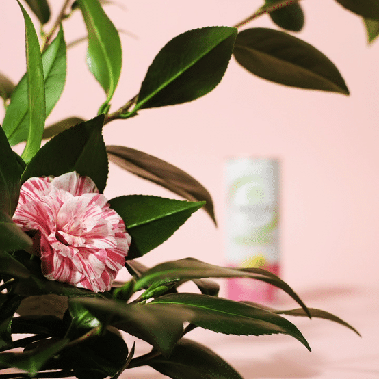 Matcha Love Rack Focus Animation-high.gif