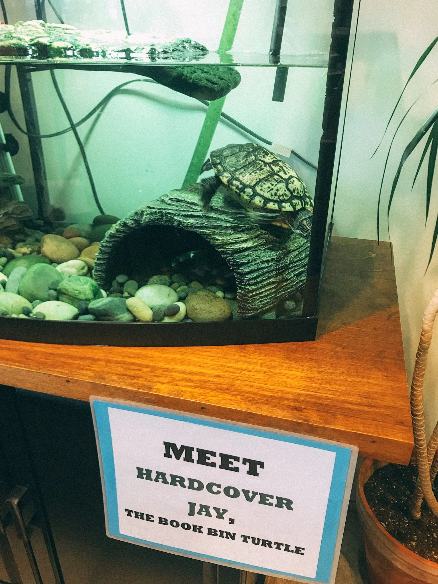 They even had a store turtle!