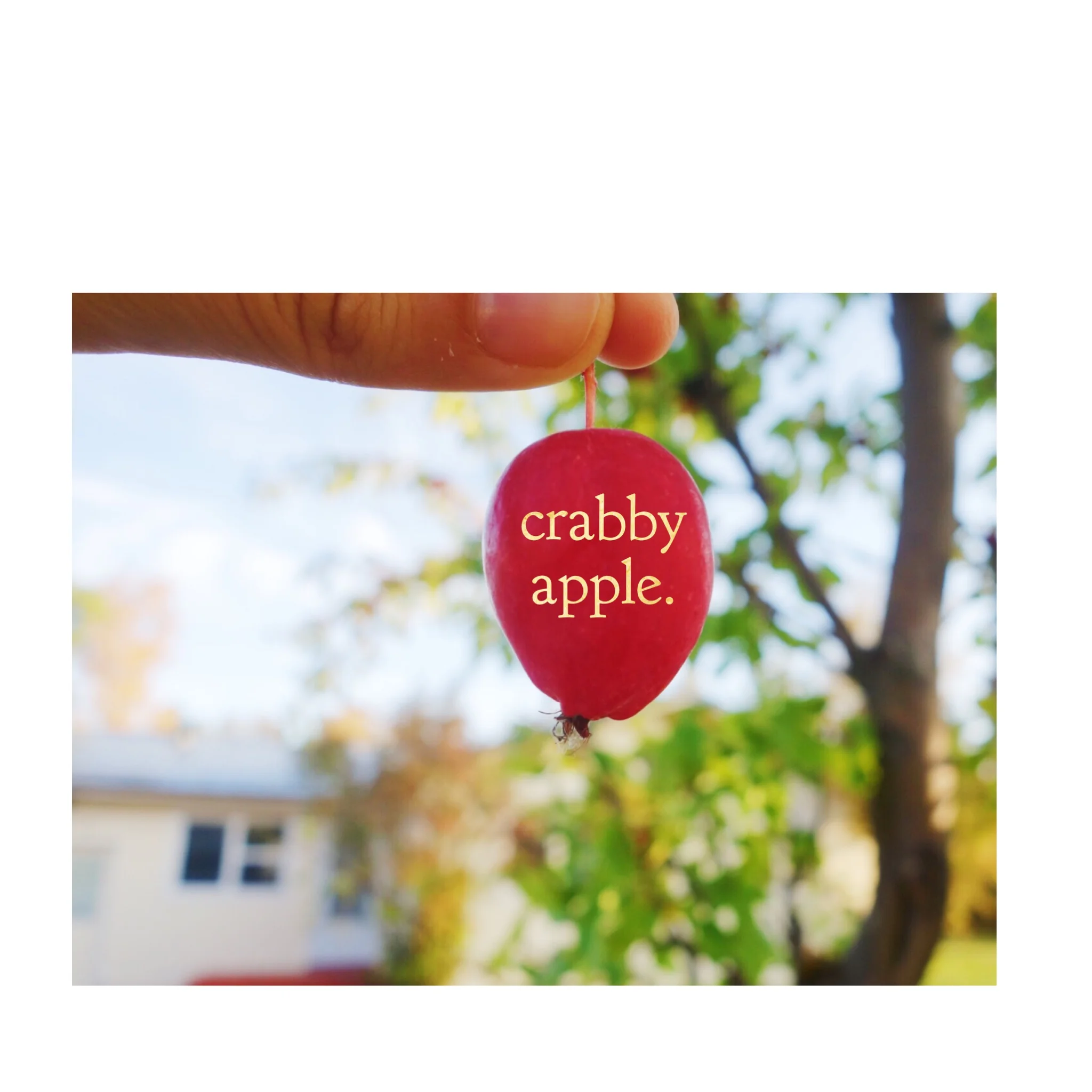 Crabby Apple. I experienced my first feeling of being a homeowner the other evening. It wasn’t when I did my first load of laundry in the new house, when I made my first dinner, when I actually paid my brother to mow my lawn (no more u