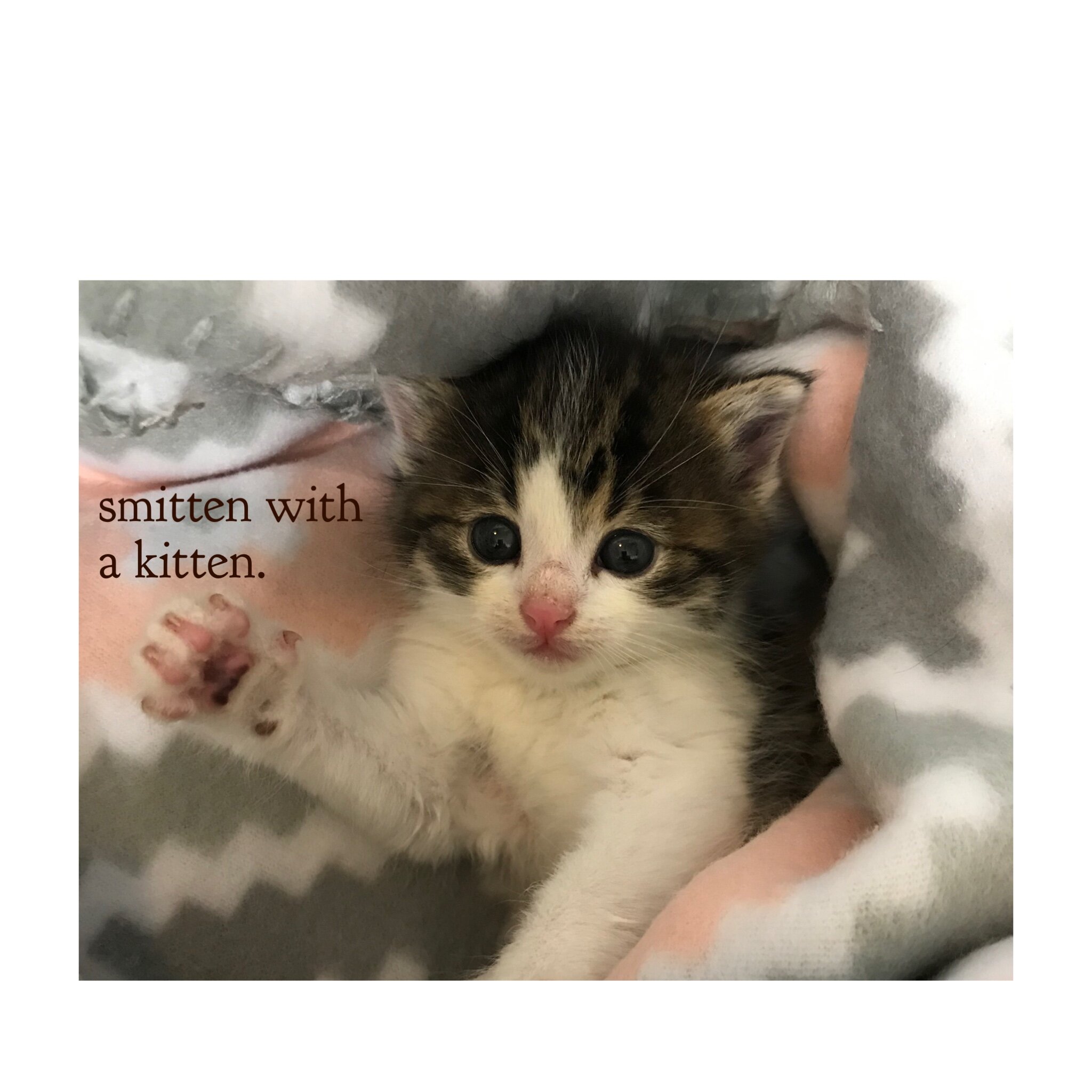      

 
   Smitten with a Kitten.  So… not how my night was going to go, but I recently ended up with a two week old kitten.   There I was, working an ordinary Tuesday evening, and out of the blue, two gals who are very involved in the animal commun