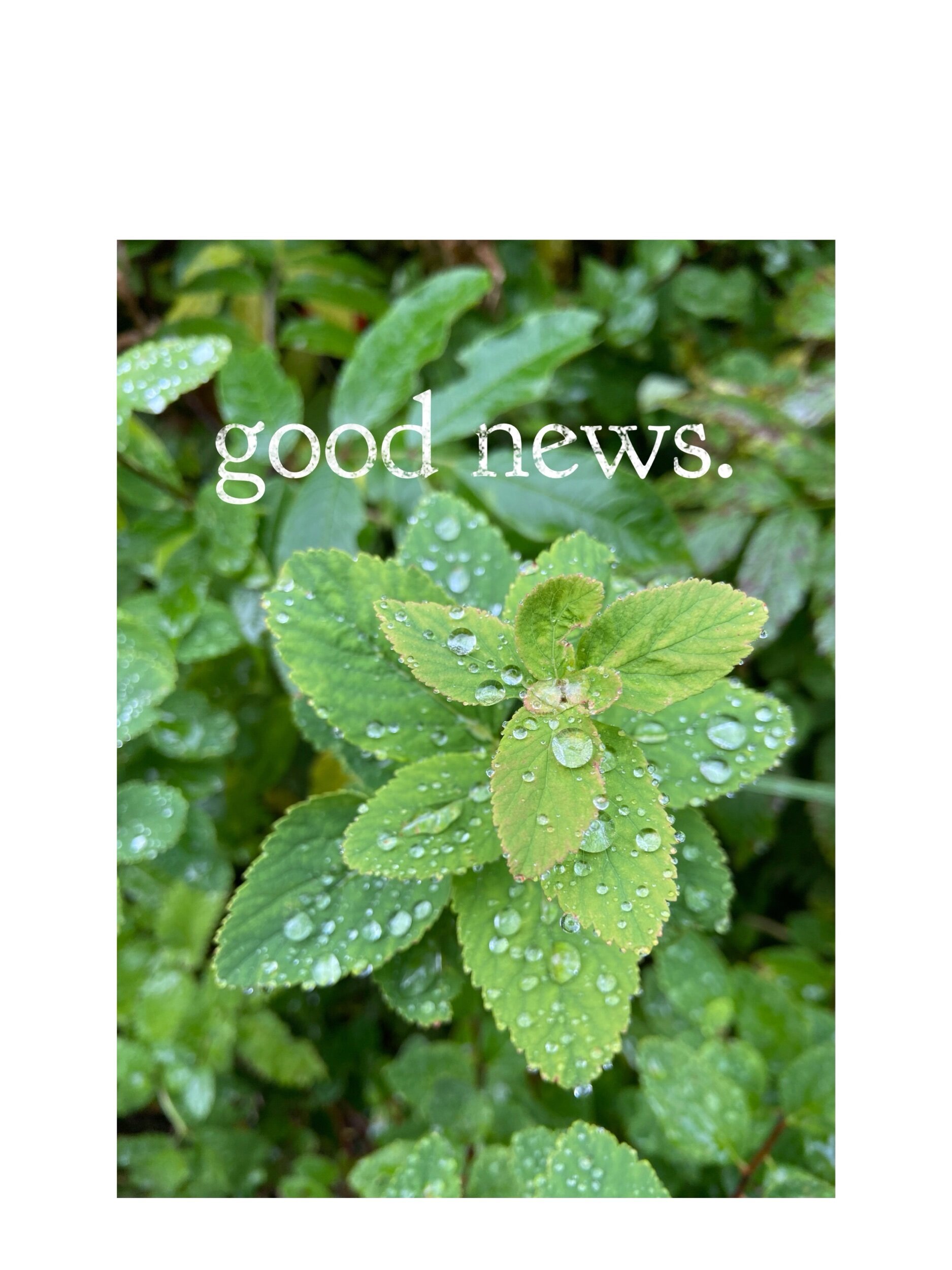 good news. So I made the wicked mistake of getting on Apple News the other night. I mean, who reads Apple News right before bed? *points to self Me, I guess. There I was, tucked into my captain’s bed, lights out, cat nestled by my