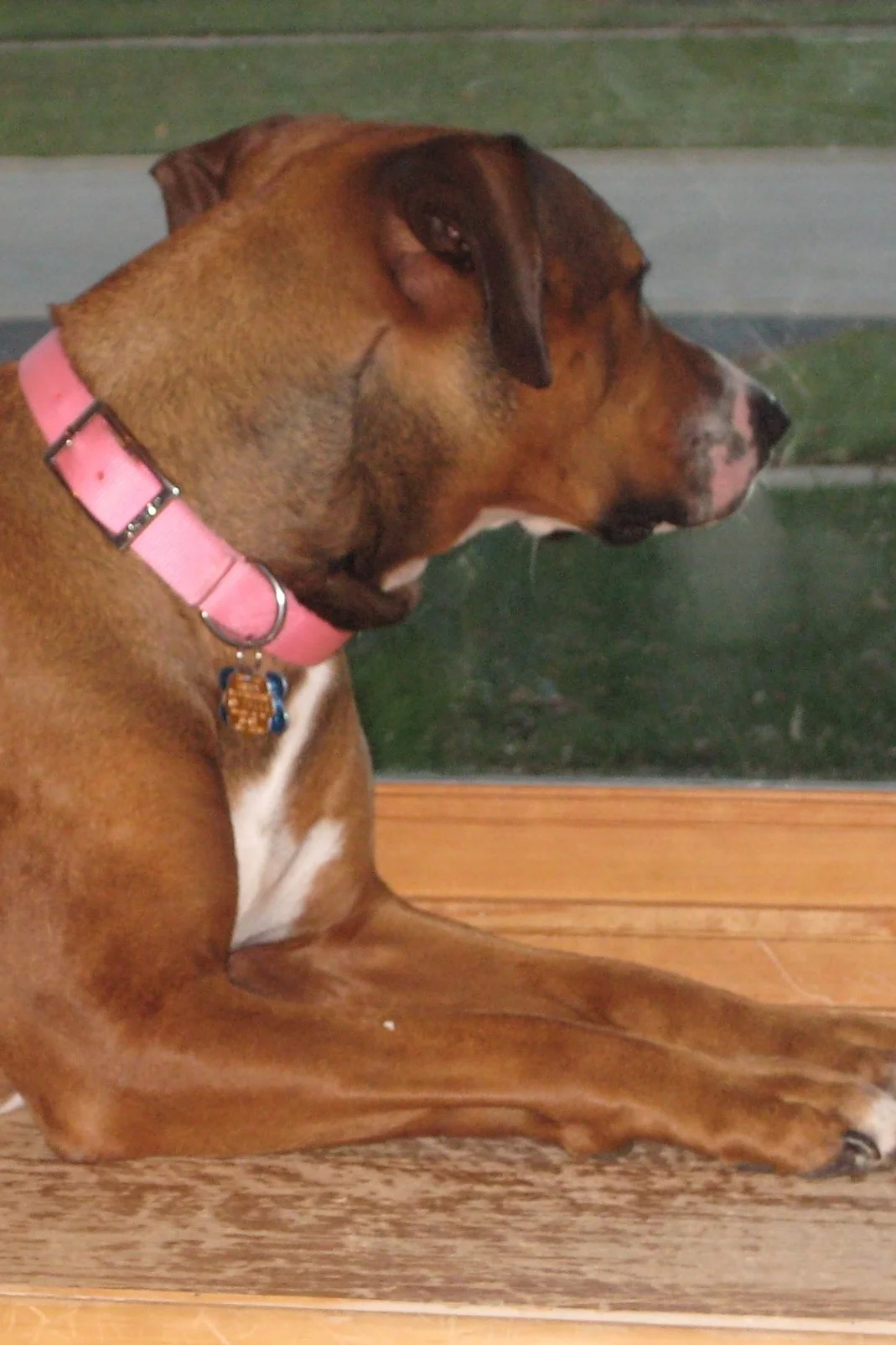 Waiting to wag her tail…