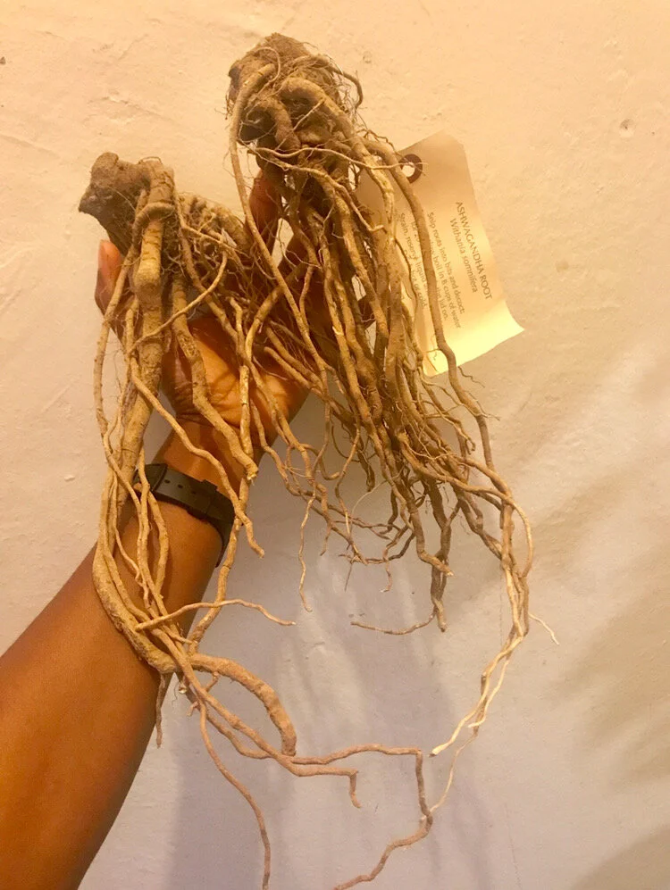 Adaptogens : A Long-Game Strategy for Supporting Immune System Health During the Corona Virus Battle