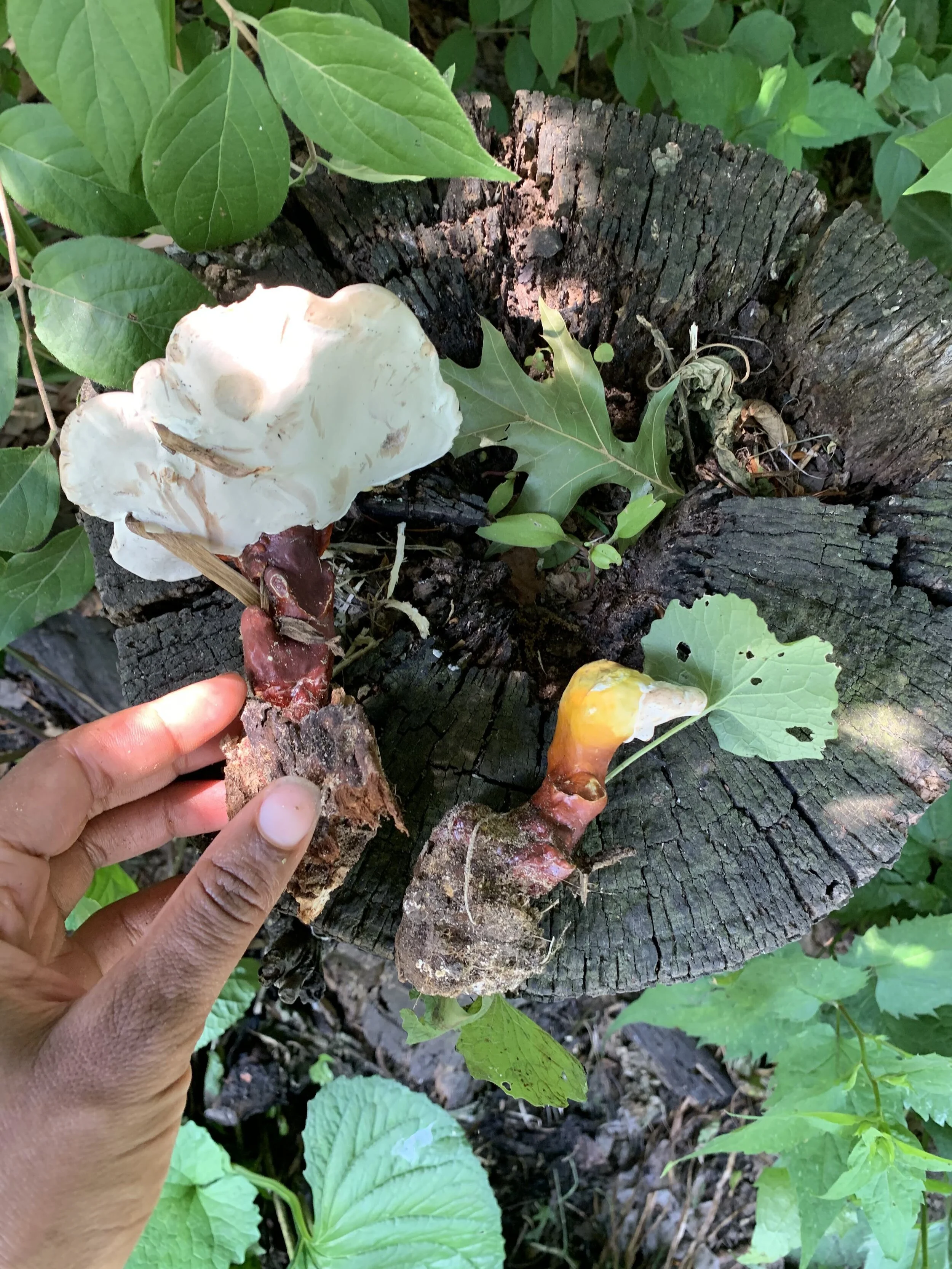 Blessed Reishi in the City