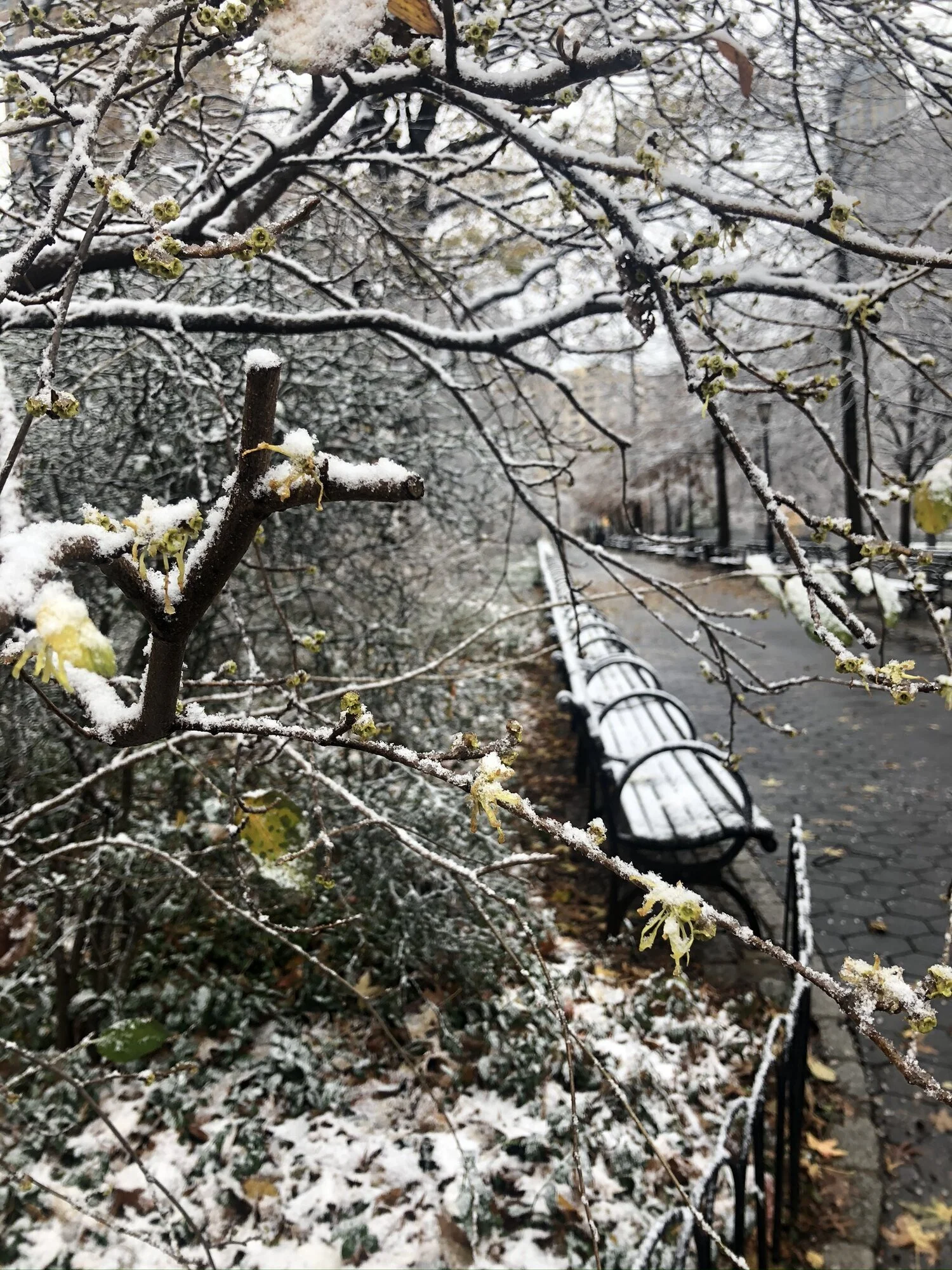 American Witch Hazel