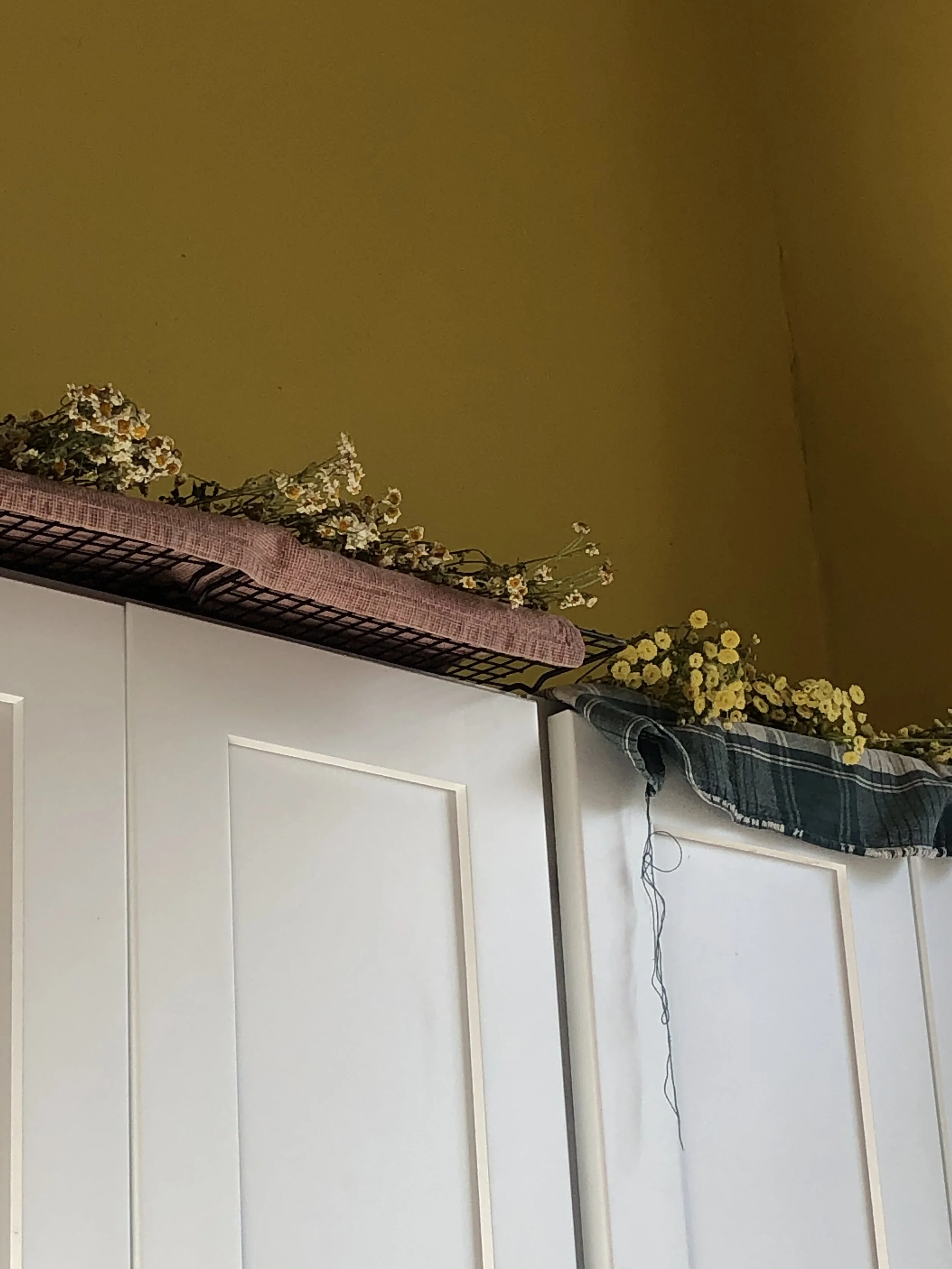 Tips for Harvesting and Drying Herbs 