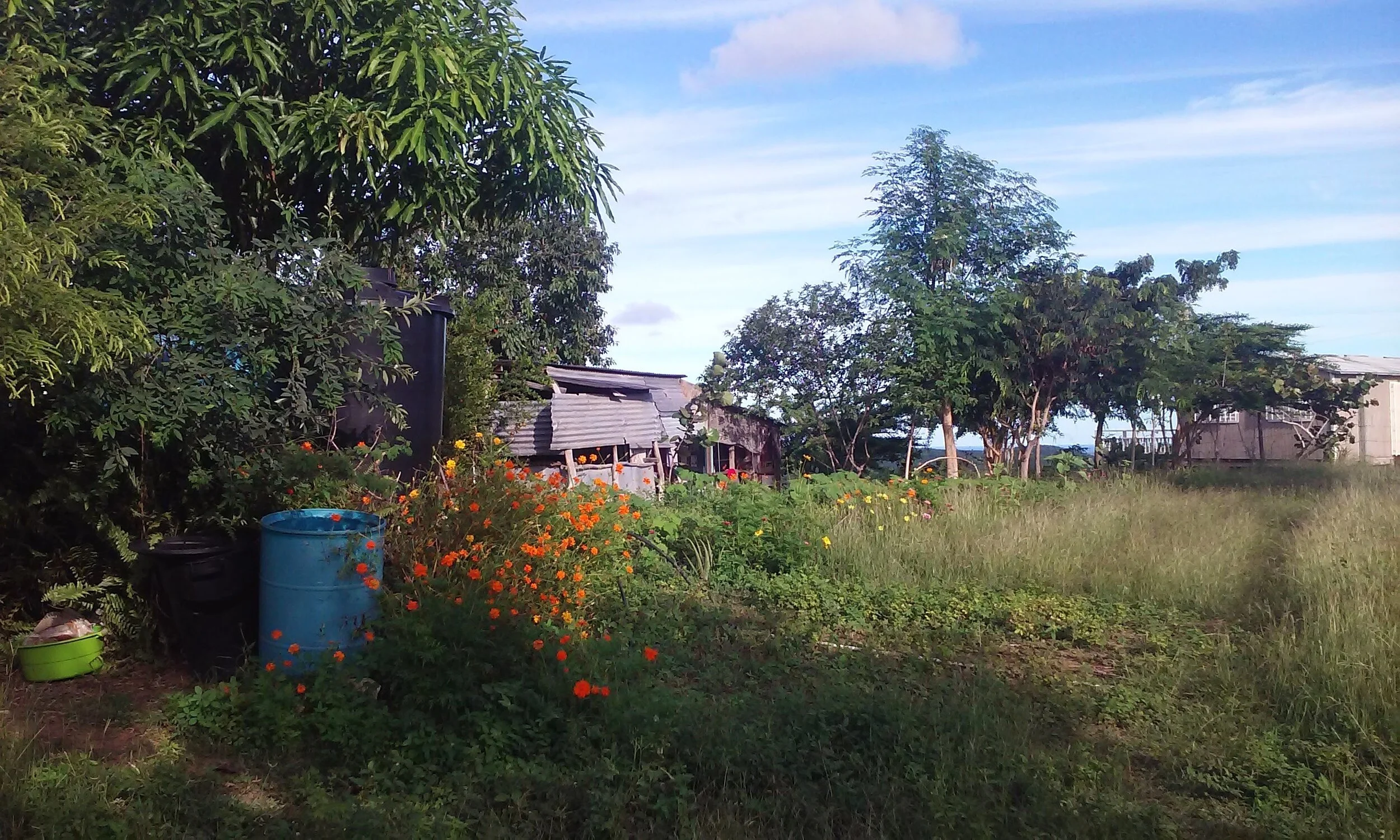 Donate to help grassroots farmers in Vieques, Puerto Rico rebuild