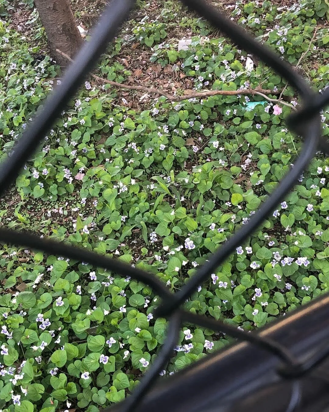 Walking with the Weeds 