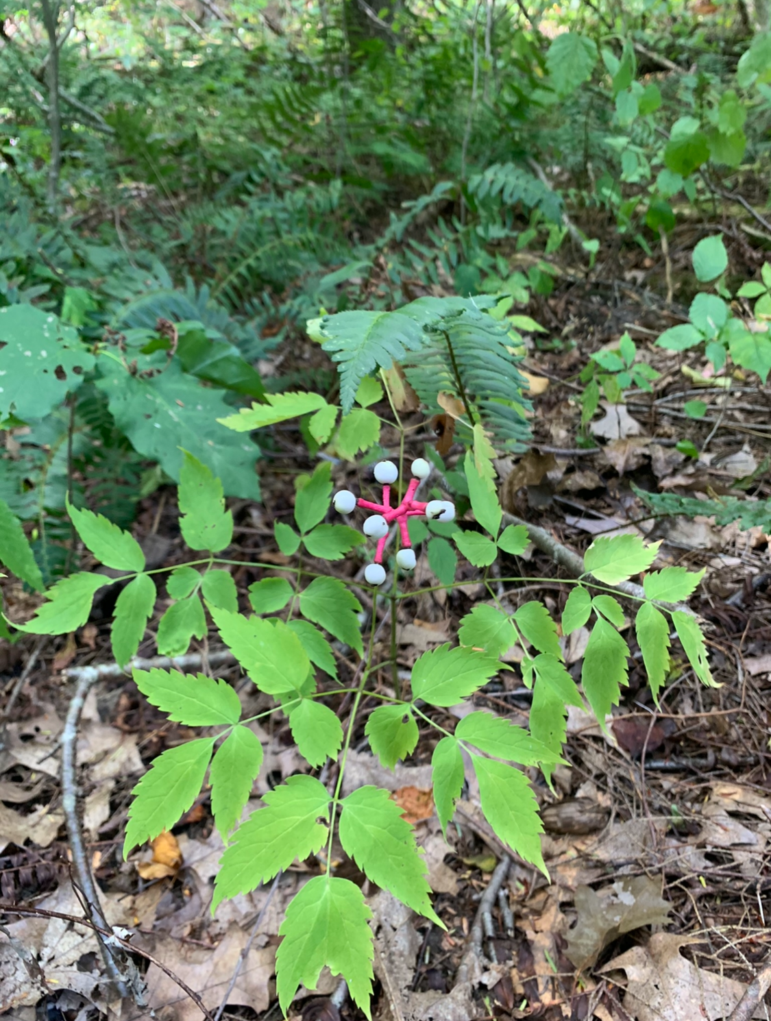 Native Plant Appreciation Post—and "Wildcrafting" Rant
