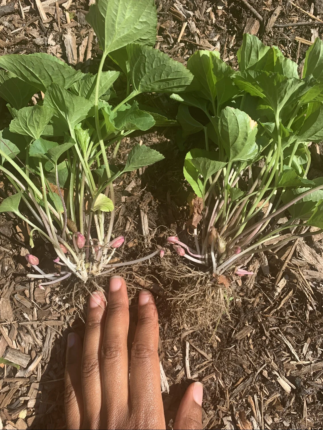 Violet's Bounce-Back 