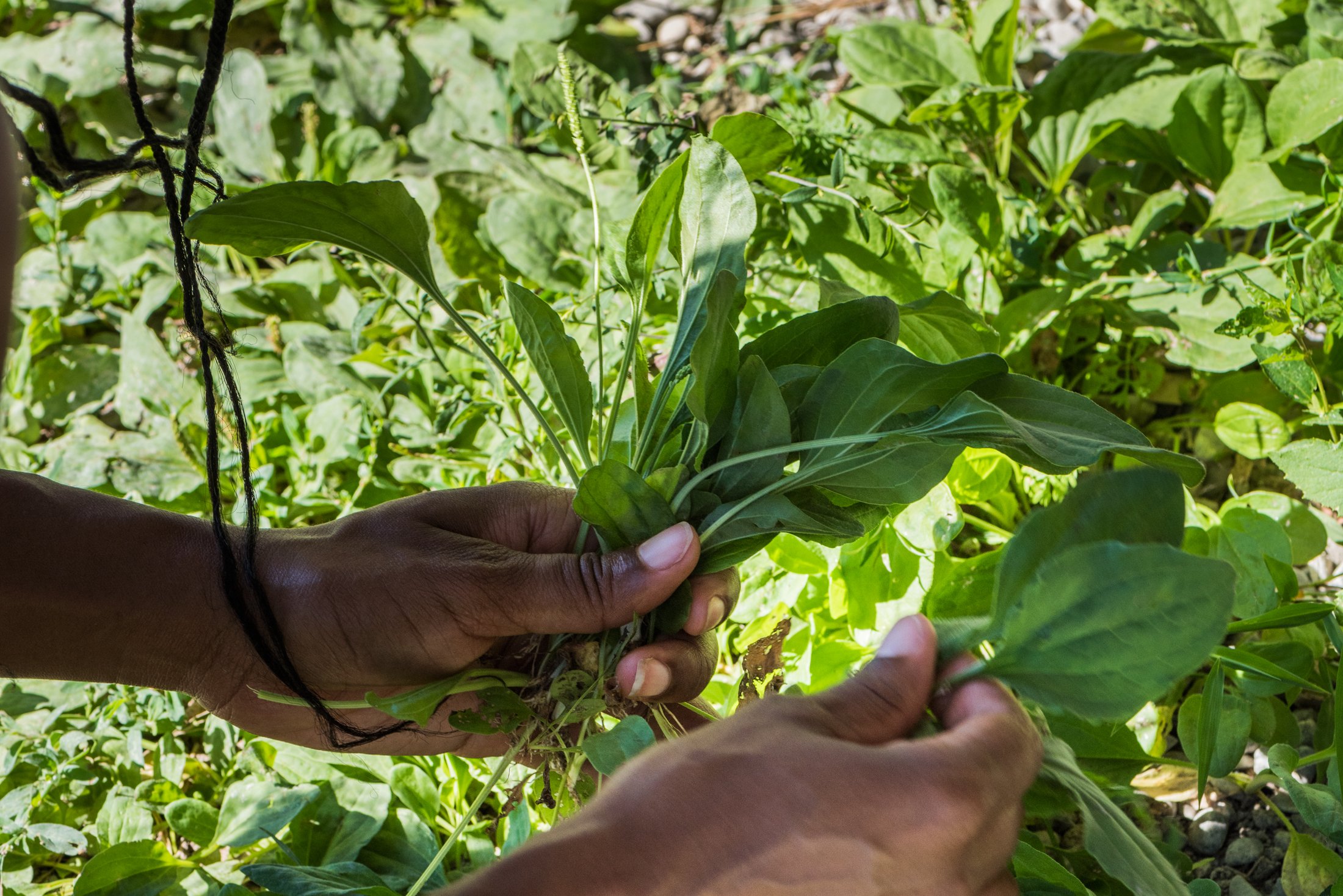 Feature in Gardenista: "Jess Turner of Olamina Botanicals 'Harnesses the Power of Weeds'"