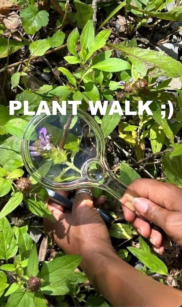 Plant walk in Prospect Park 2MORO Sun 5/19, 1-3pm w me Jess Turner ✨🦋 tix are $40 🔗 in bi0 to purchase 🌸

.

Spring is a time of beginnings 🌱 Plants wake up from hibernation. Shoots push up from the soil. Trees bud out, their sap running freely a