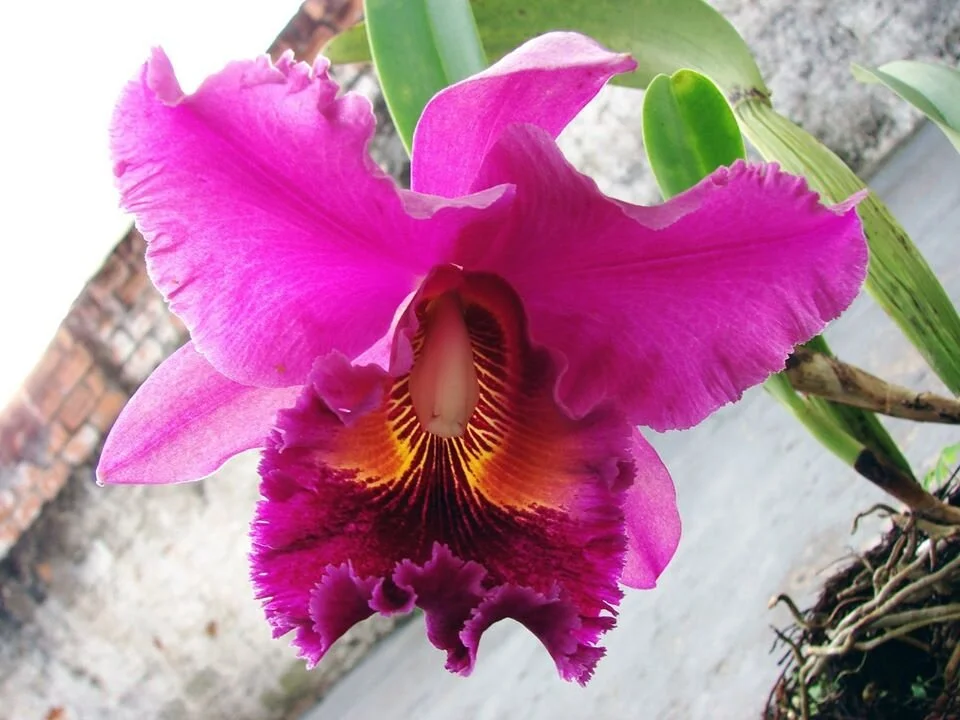 Yoni Owners' Bliss Intensive (Get Your ORGASM ON!!)