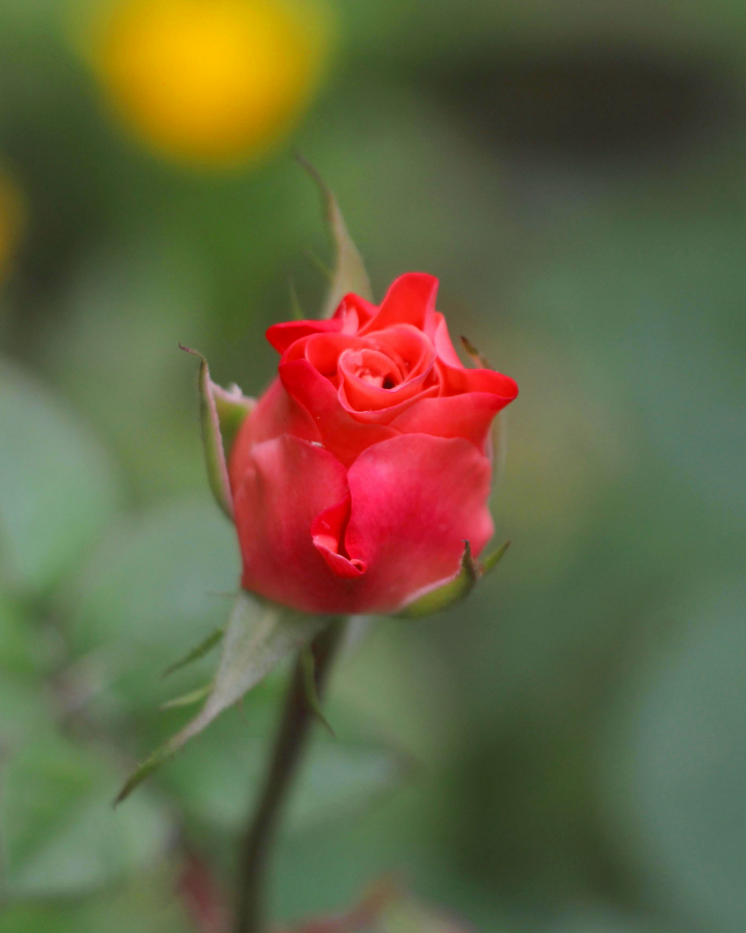 Tender budding rose representing self exploration, gentleness, and curiosity.