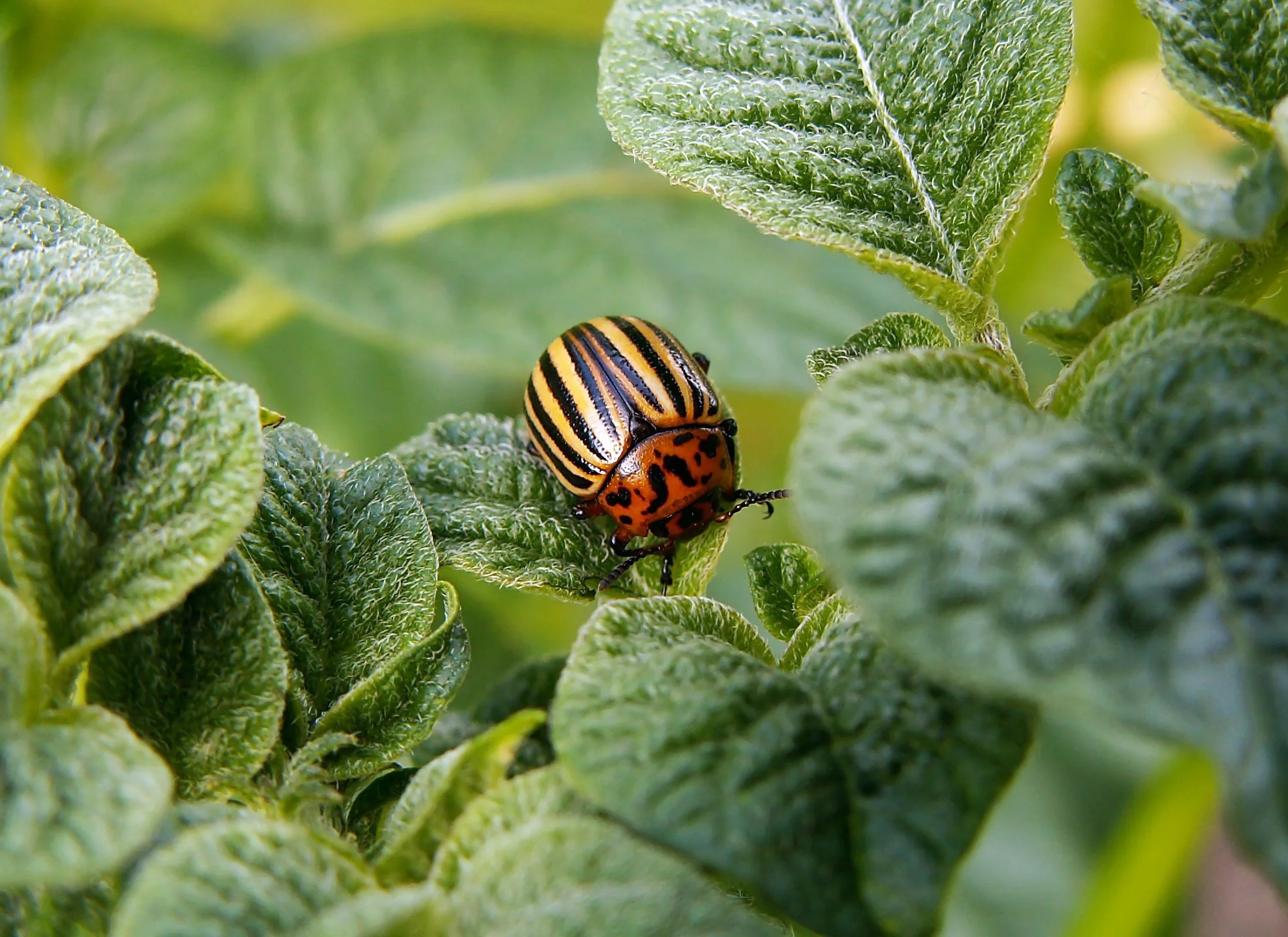 colorado-potato-beetle-leaf.jpeg