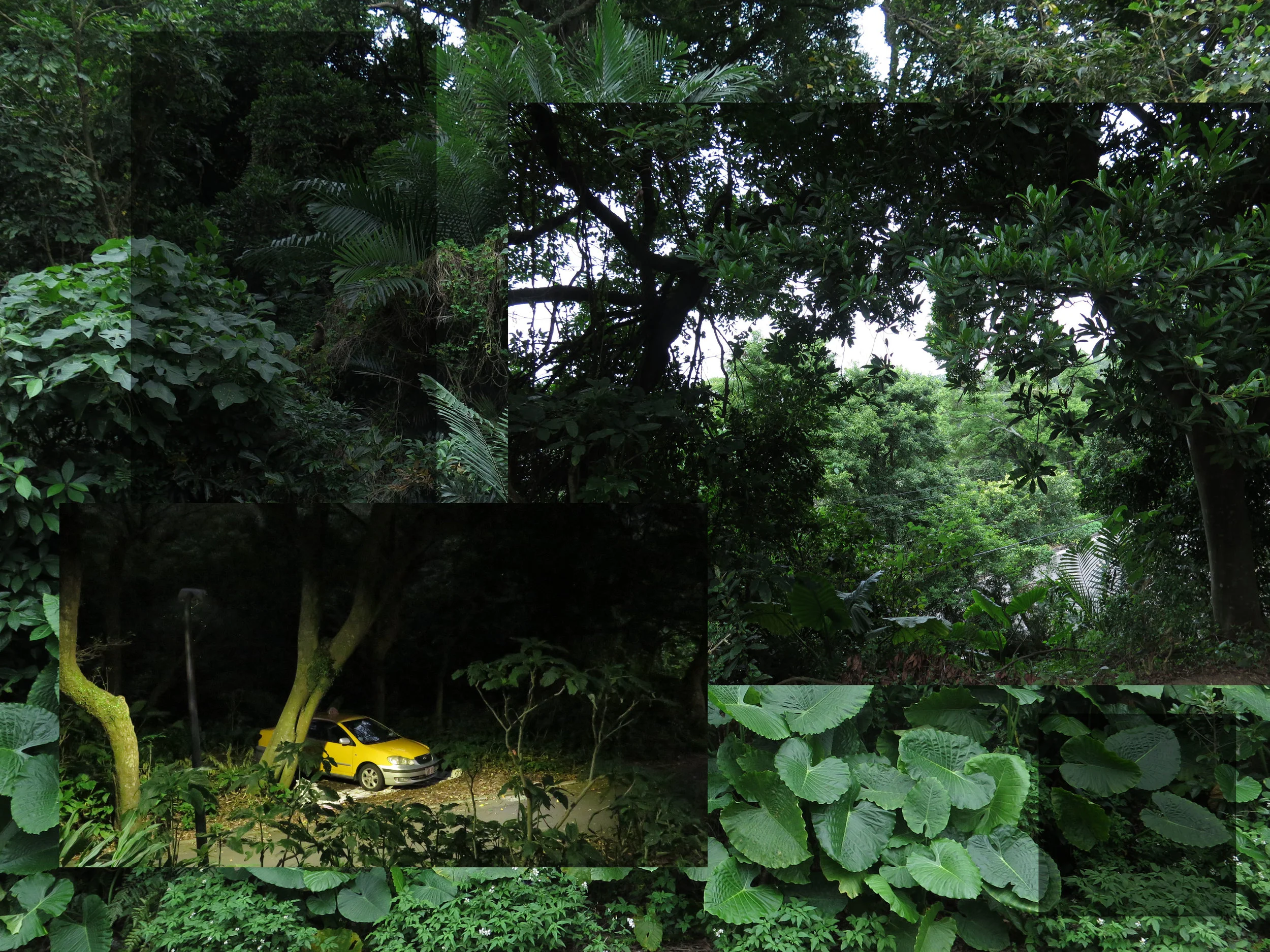  jungle exploration 