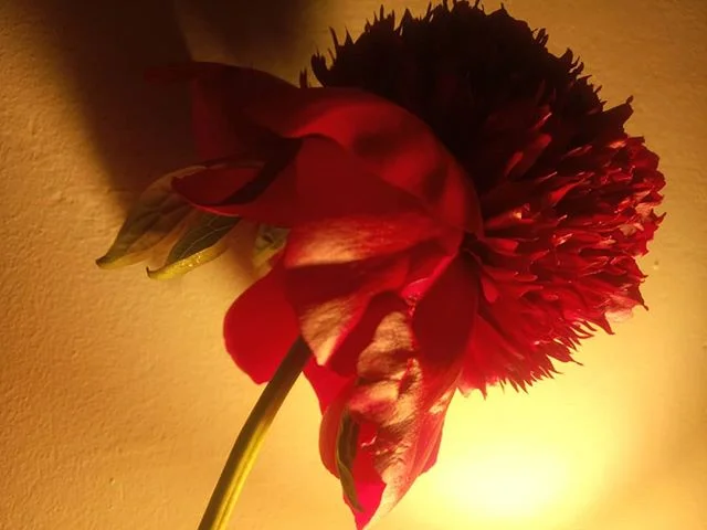 #nofilter | 💀🌹💧