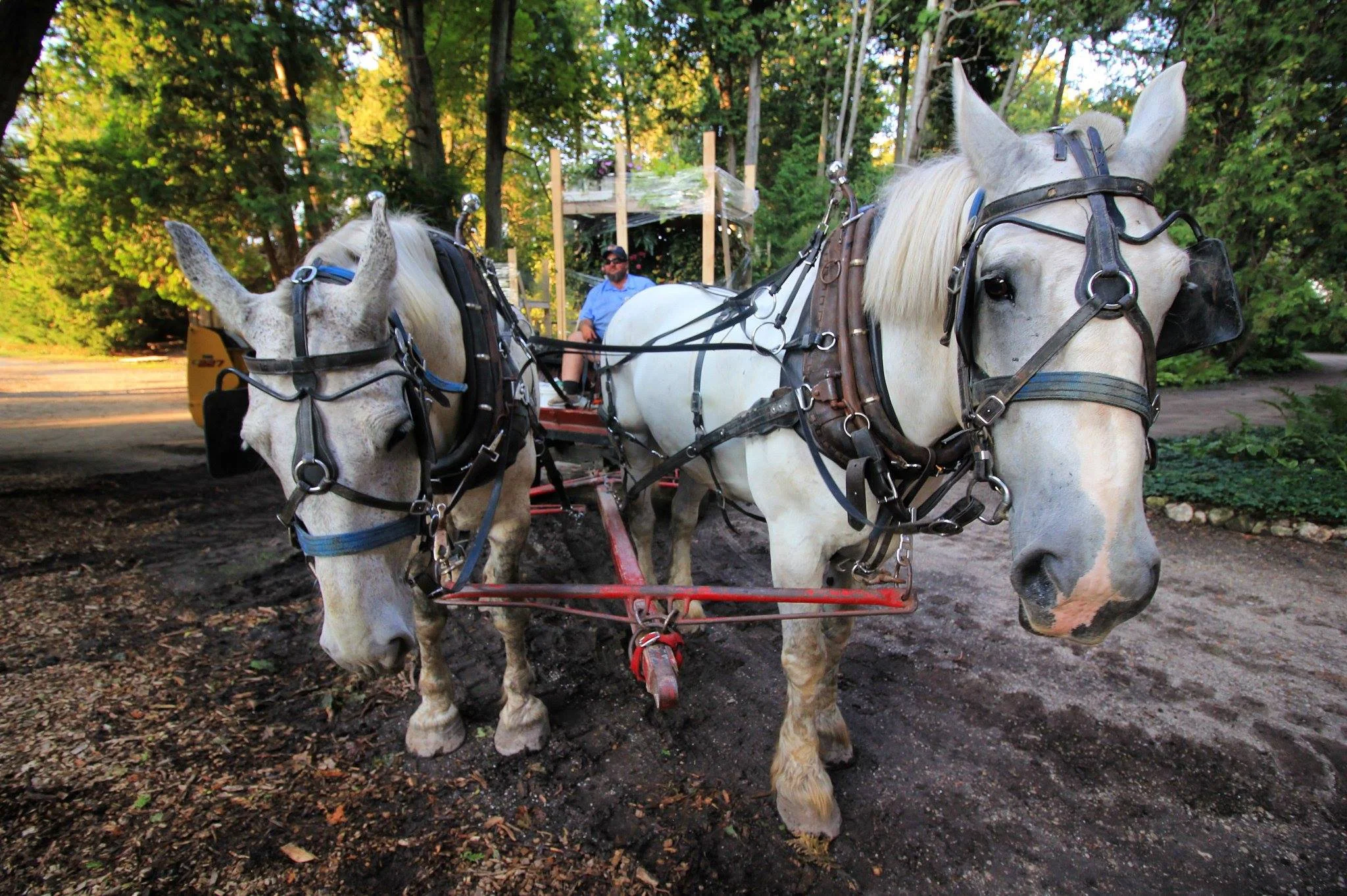 Two white horses on Mackinac Island harnessed to a red carriage in a wooded area, with a man seated on the carriage in the background.