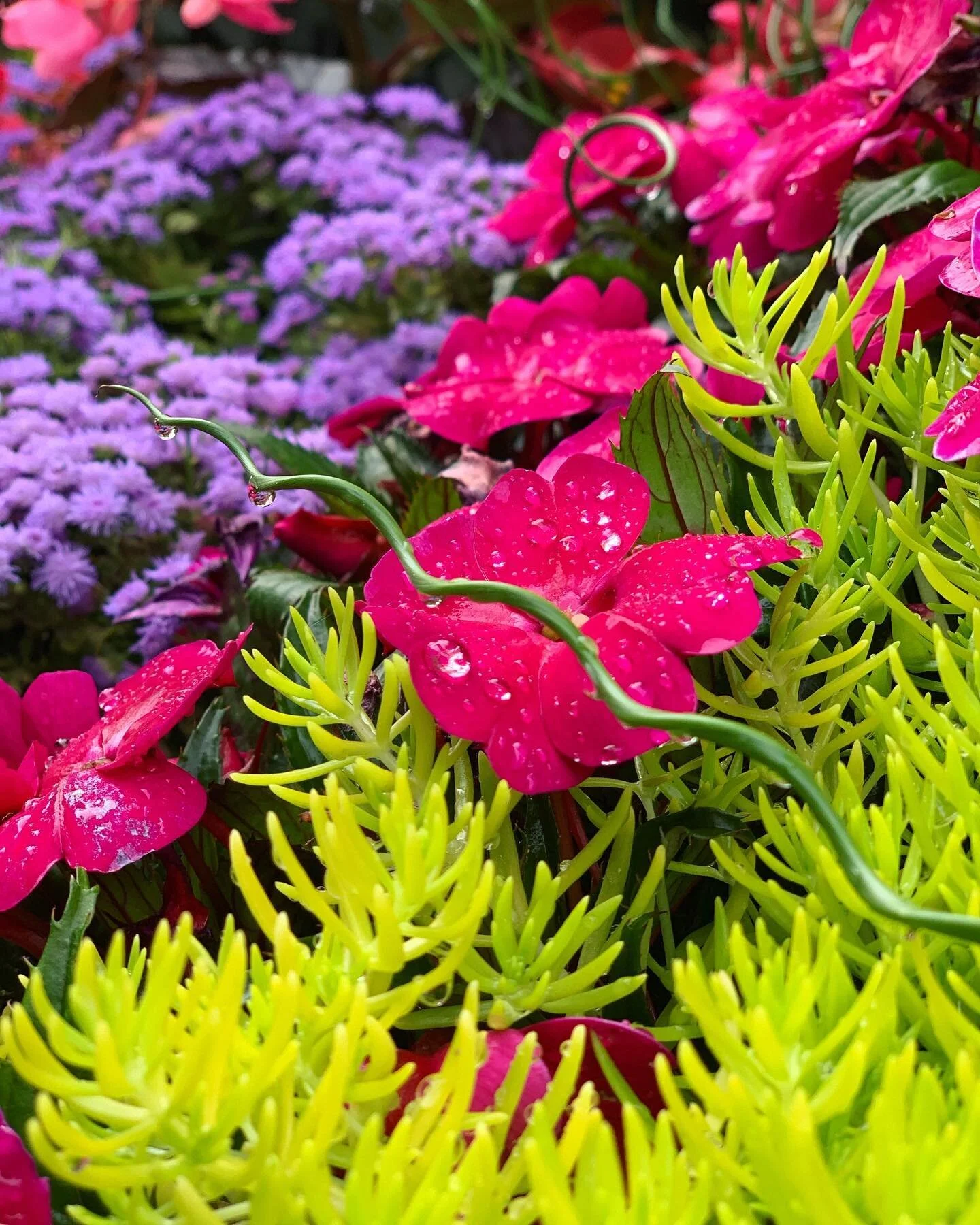 Texture Play, Color Harmony, Lushness&hellip; Don&rsquo;t you just love it when a photo just pulls you in, relaxes and releases you just at the right time?? If a photo can do it&hellip; imagine lying on the lawn in this garden this evening~~ 🤠Have a