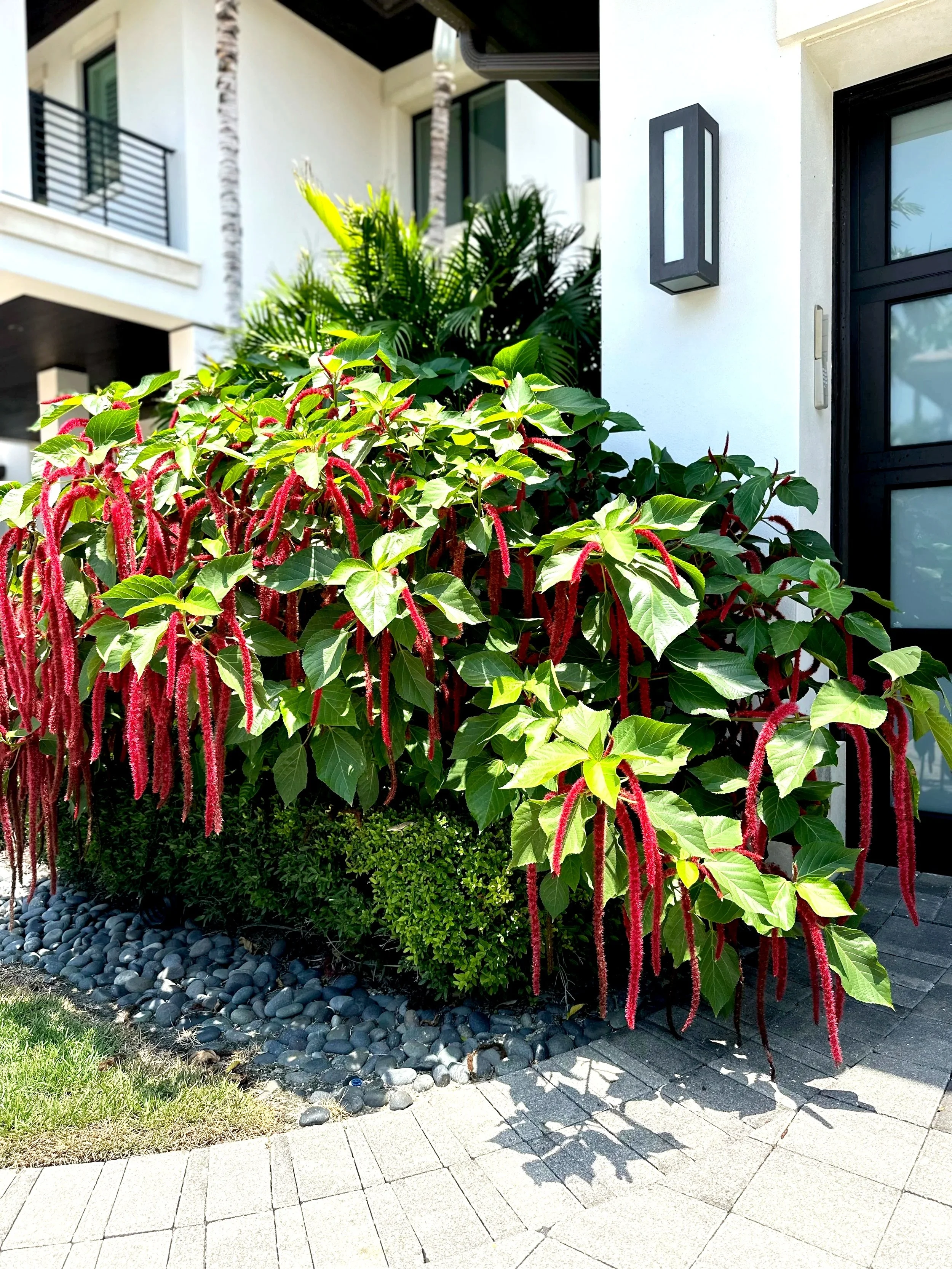 A modern Floridian house exterior with a bush of green and red-stemmed plants in the front yard, gray rocks, a paved walkway, and a white wall with a black door and wall-mounted light fixture.