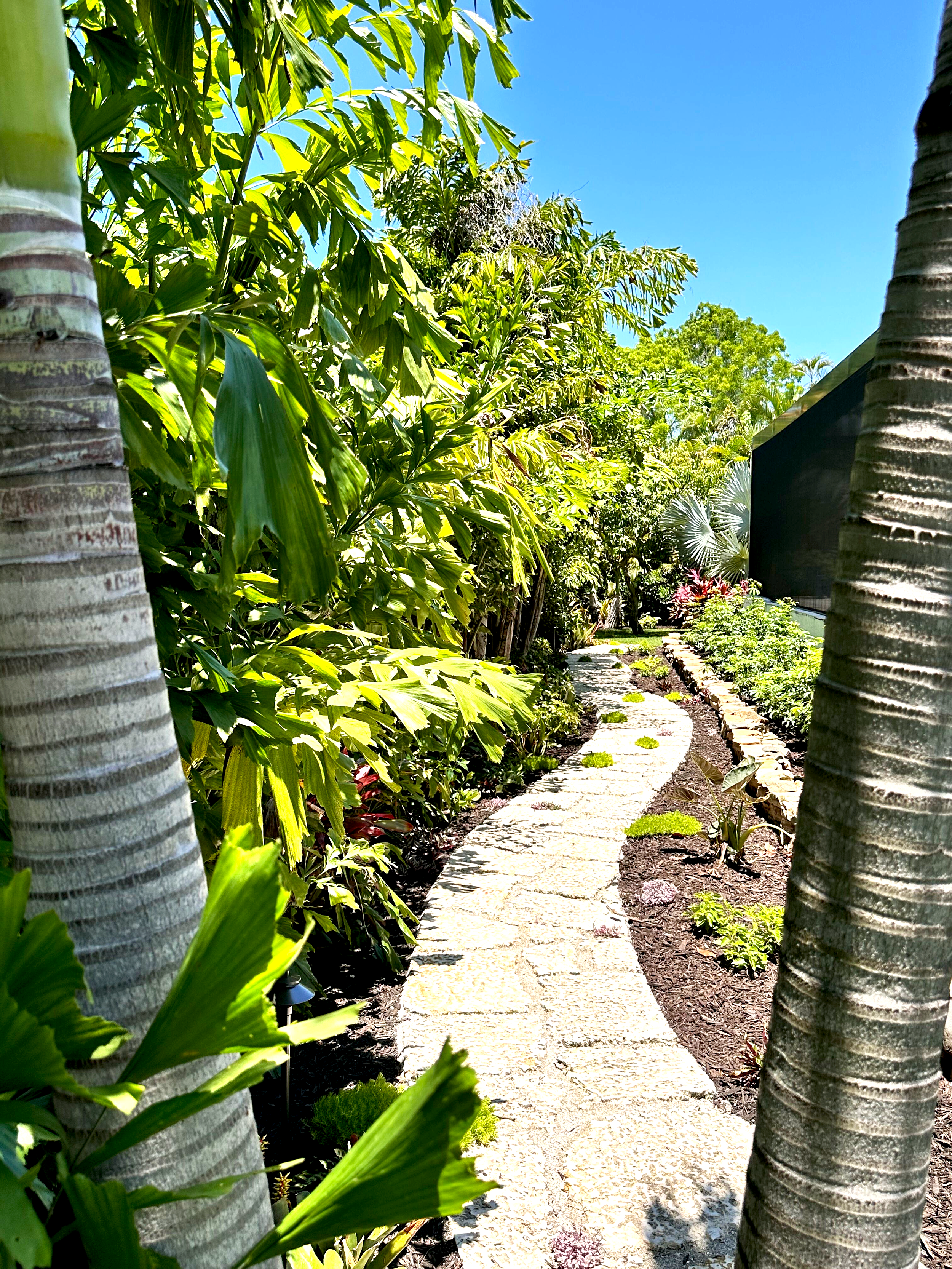A garden pathway surrounded by lush green tropical plants and tall palm trees on a sunny day.