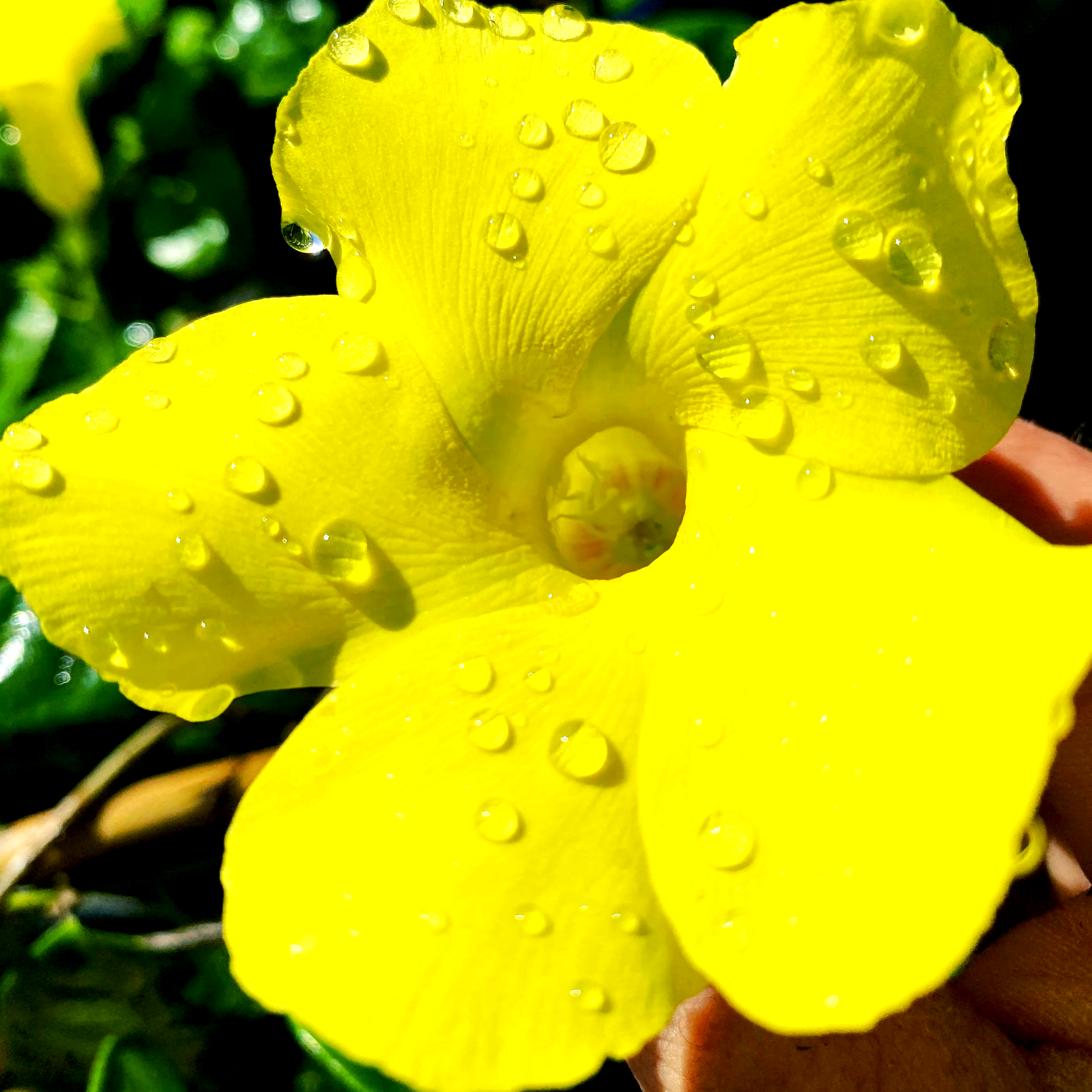 Close-up of a yellow flower petal with water droplets on it, with a blurred green background.