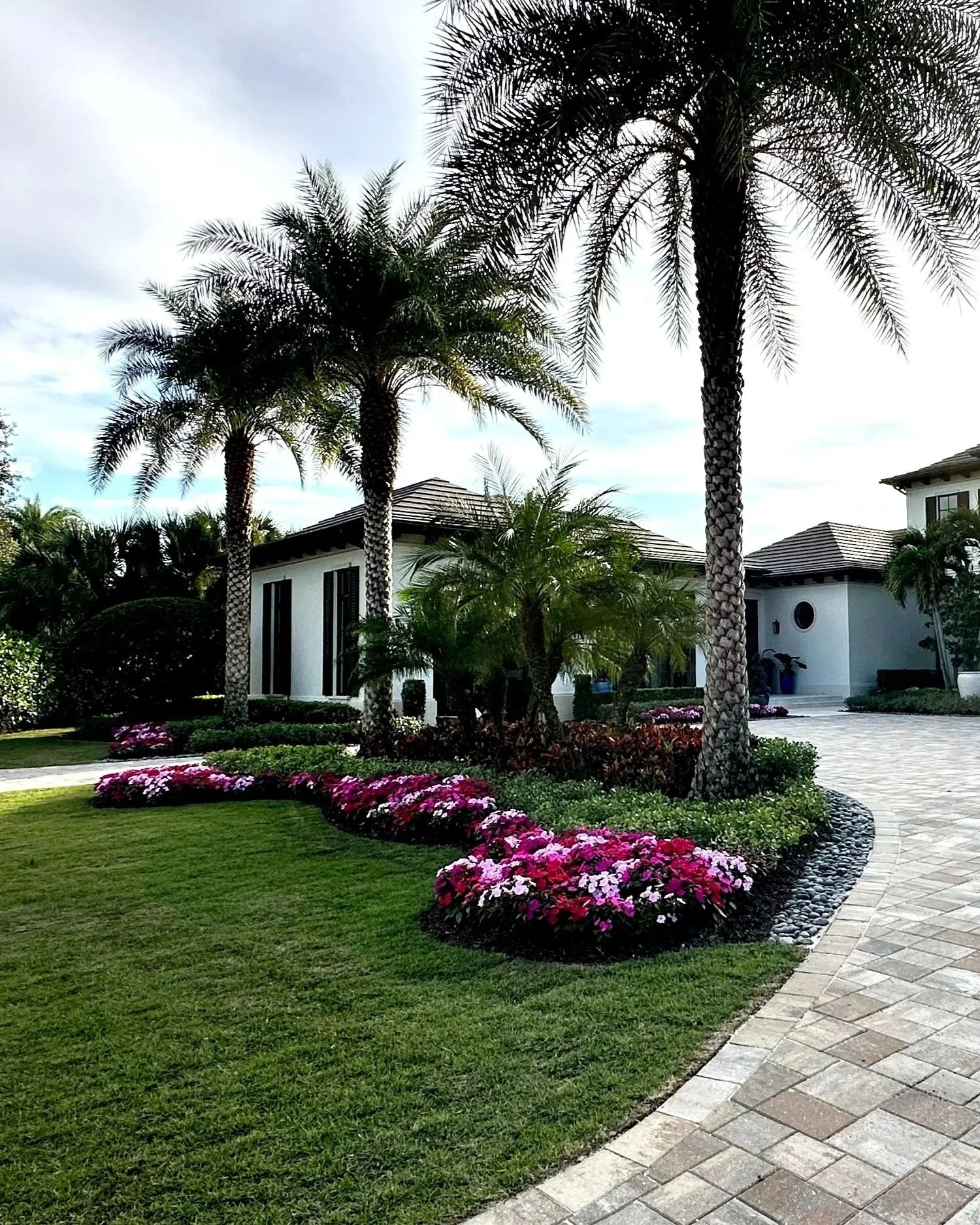 A landscaped front yard with manicured green grass, a curved walkway made of gray and beige bricks, and a flower bed with pink, purple, and white flowers. Several tall palm trees dominate the scene, with a modern white house with black window frames 