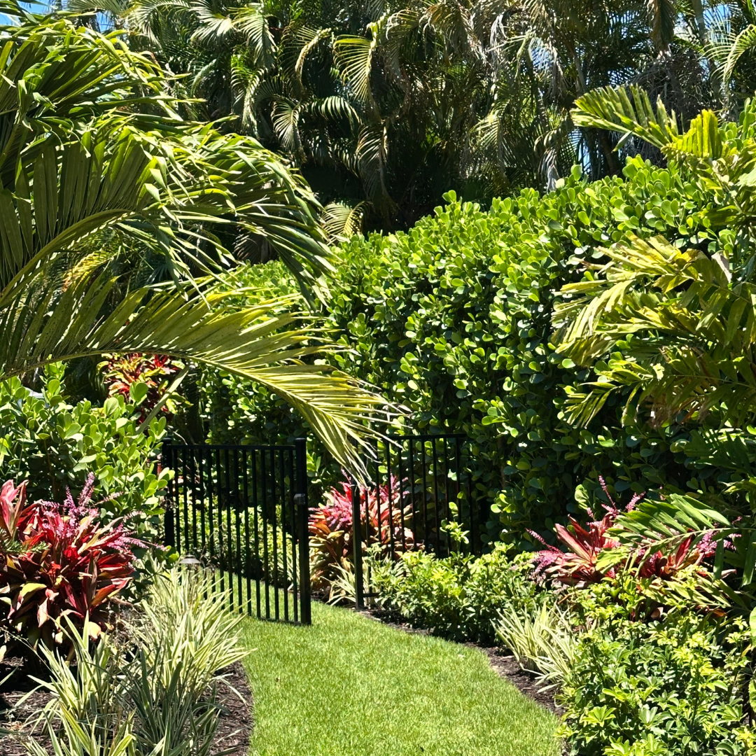 A lush tropical garden with a well-maintained grassy pathway leading to a black metal gate, surrounded by various green and colorful flowering plants and tall palm trees under a bright blue sky.