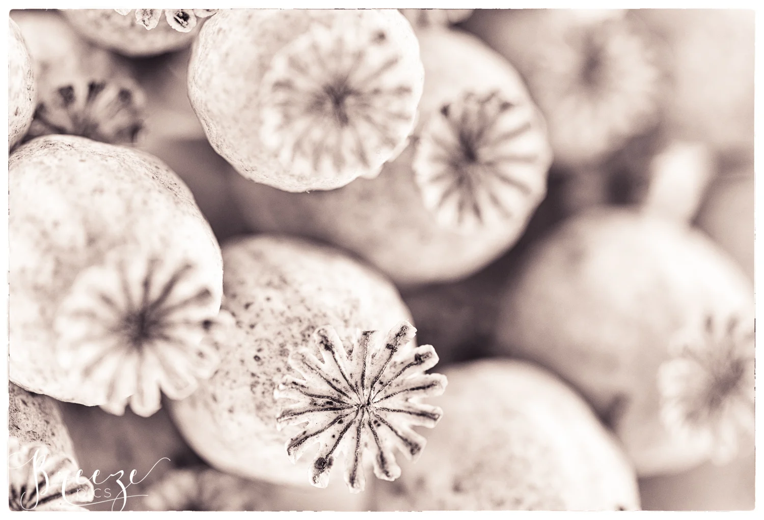 Macro_poppy_Bernadette_Meyers-.jpg
