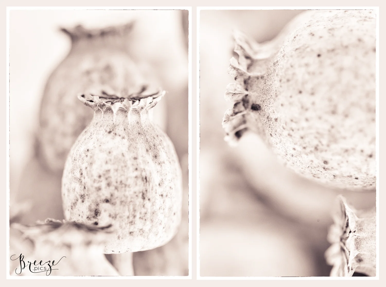 Macro_poppy_Bernadette_Meyers--16.jpg