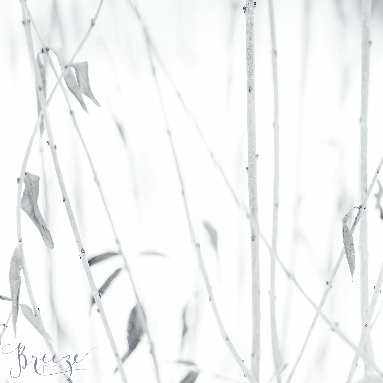 Last of the Autumn Leaves Switzerland, Fine Art Print Photograph, Breeze Pics, Bernadette Meyers