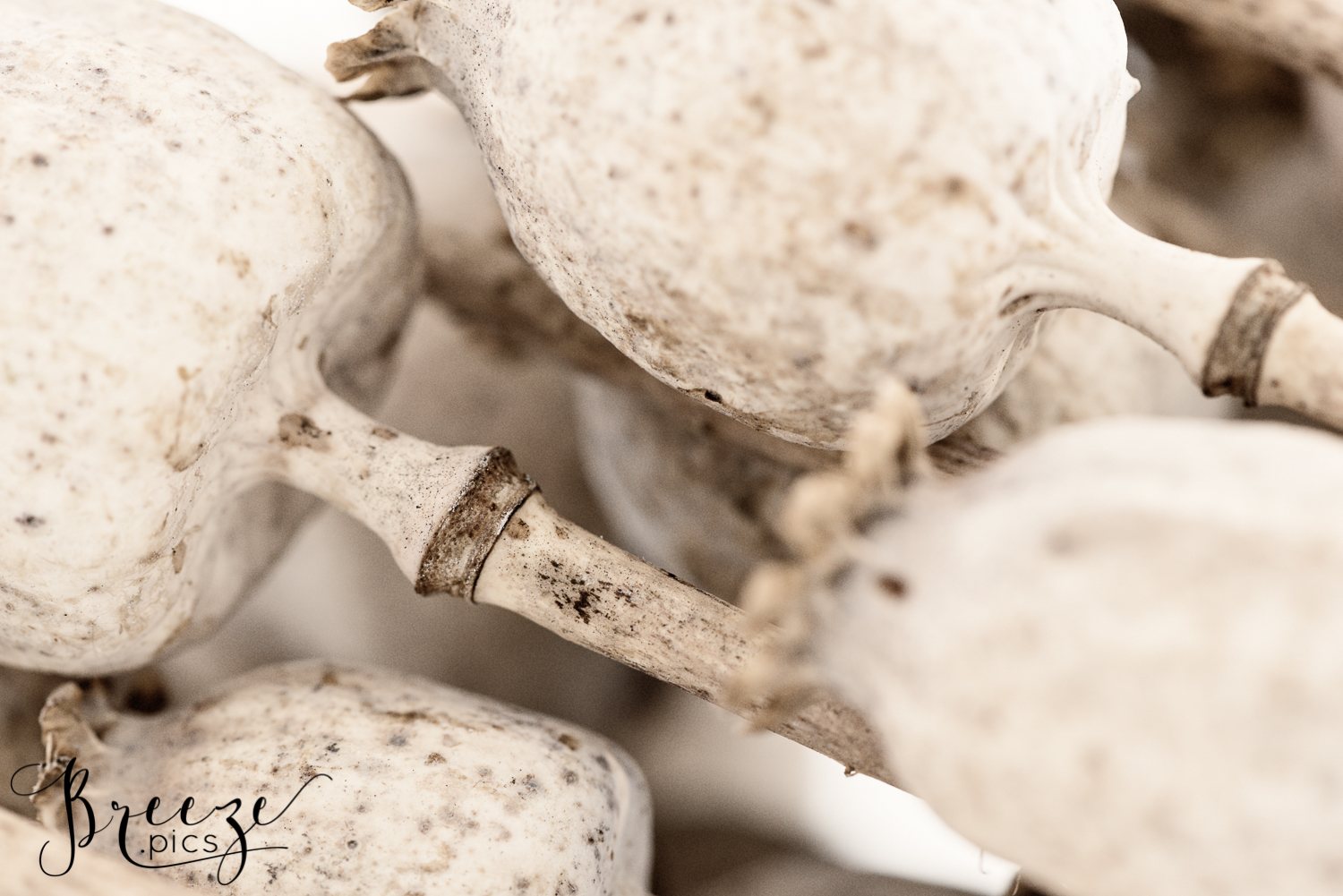 Nature Poppy Seedpods, Fine Art Print Photograph, Breeze Pics, Bernadette Meyers