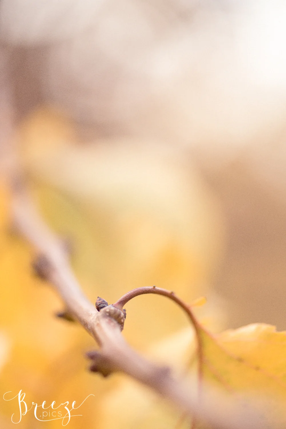 Apricot Autumn Leaves Nature, Fine Art Print Photograph, Breeze Pics, Bernadette Meyers