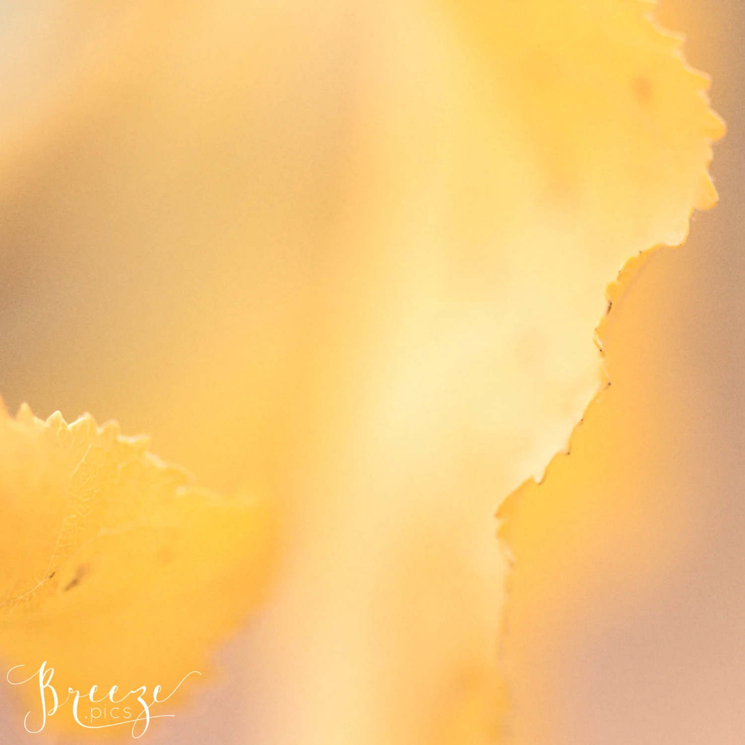 Apricot Macro Leaf Study Autumn Nature, Fine Art Print Photograph, Breeze Pics, Bernadette Meyers