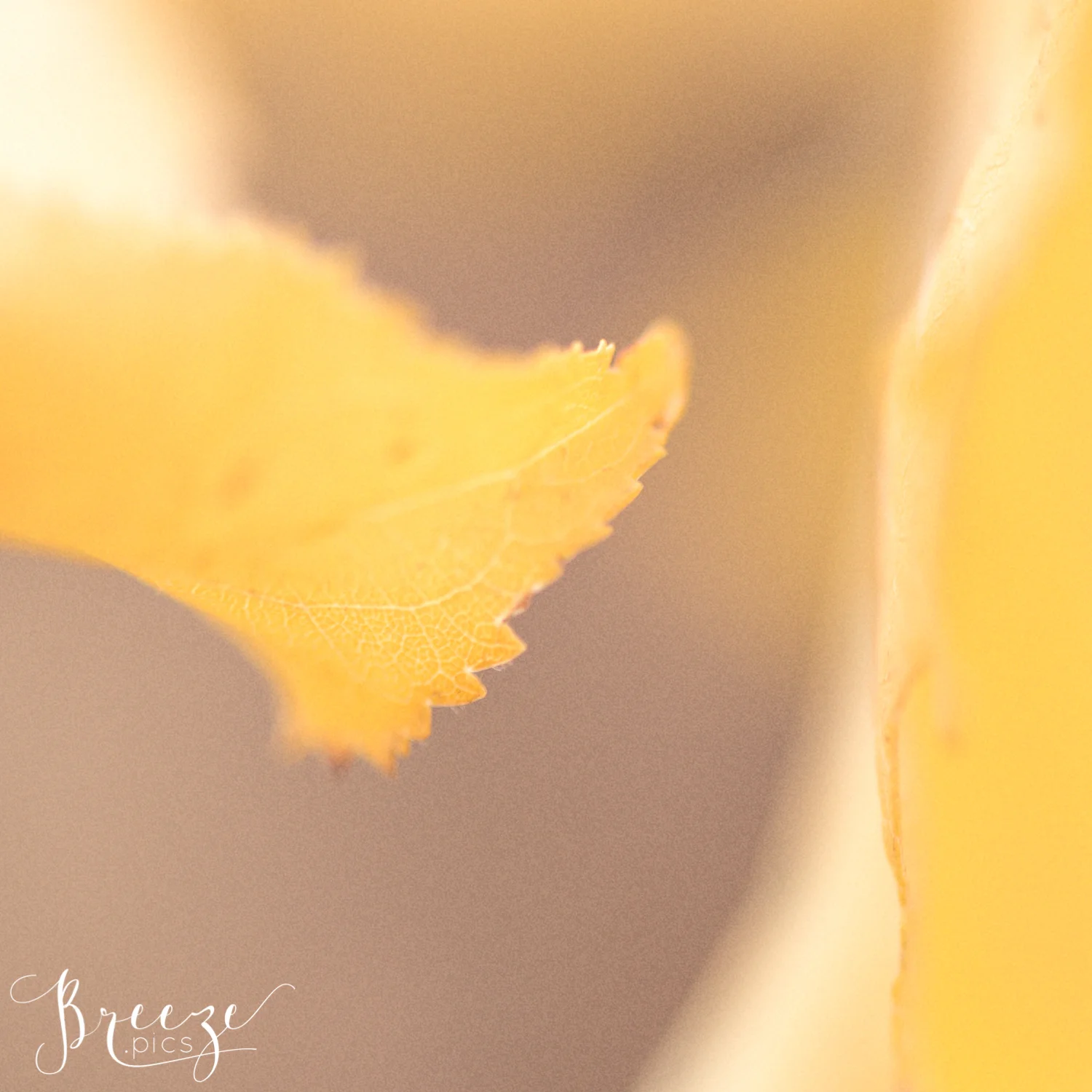 Apricot Macro Leaf Study Autumn Nature, Fine Art Print Photograph, Breeze Pics, Bernadette Meyers