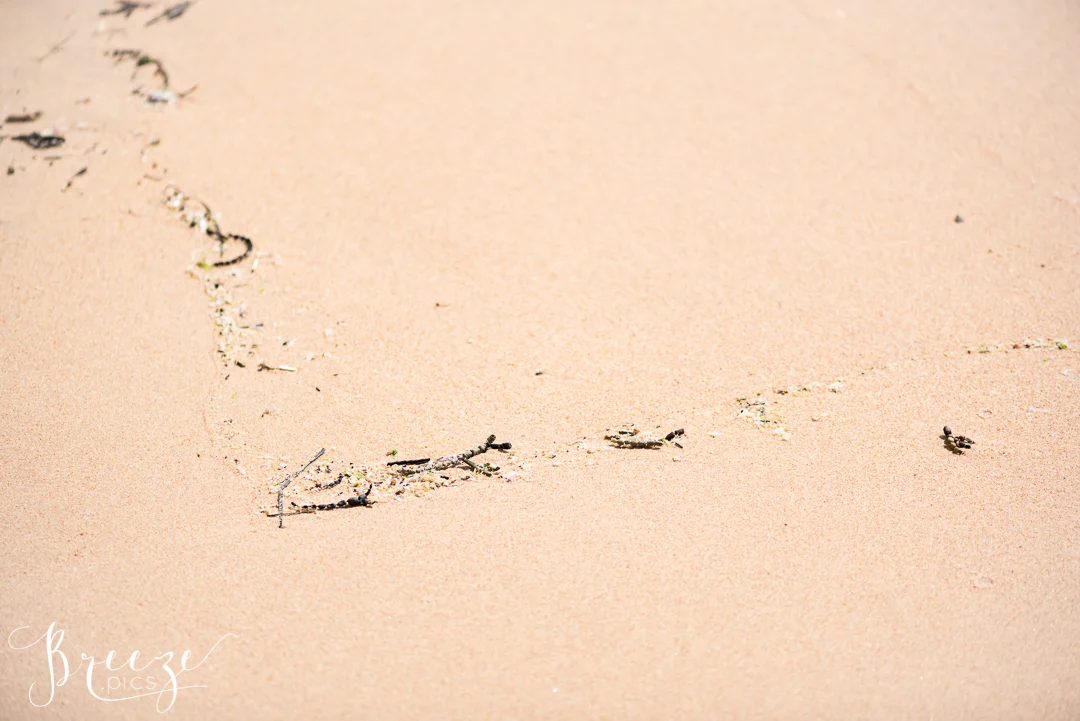 BMeyersbeach-2018_BMM3264.jpg