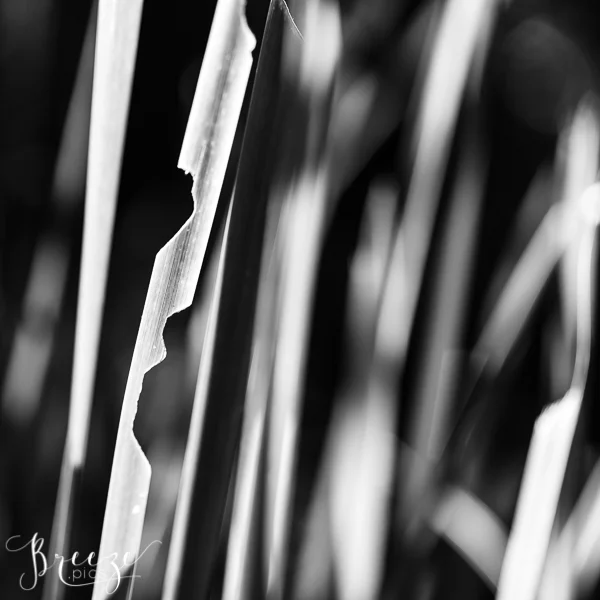 BMeyersnature-2017_BMM1398.jpg