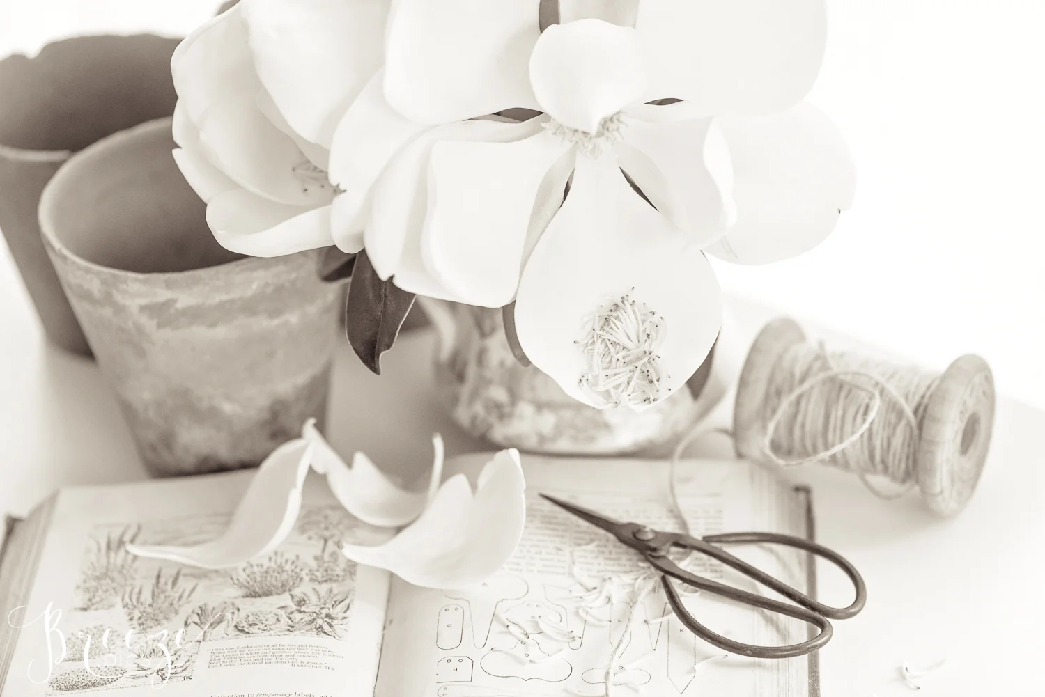 Magnolia Garden Book Nature Flowers in Monochrome Black & White, Fine Art Print Photograph, Breeze Pics, Bernadette Meyers
