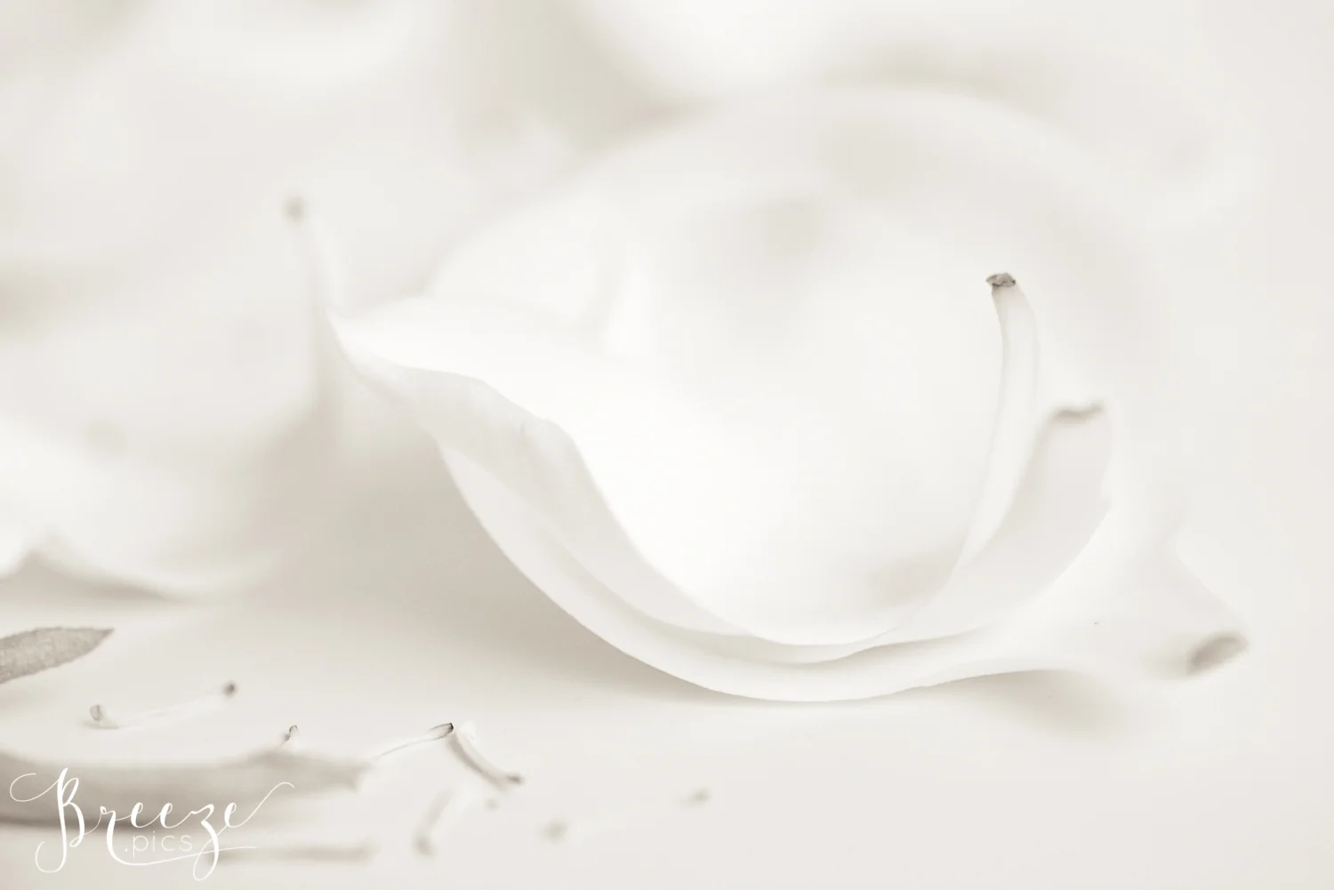 Magnolia Petals Nature Flowers in Black and White Monochrome, Fine Art Print Photograph, Breeze Pics, Bernadette Meyers