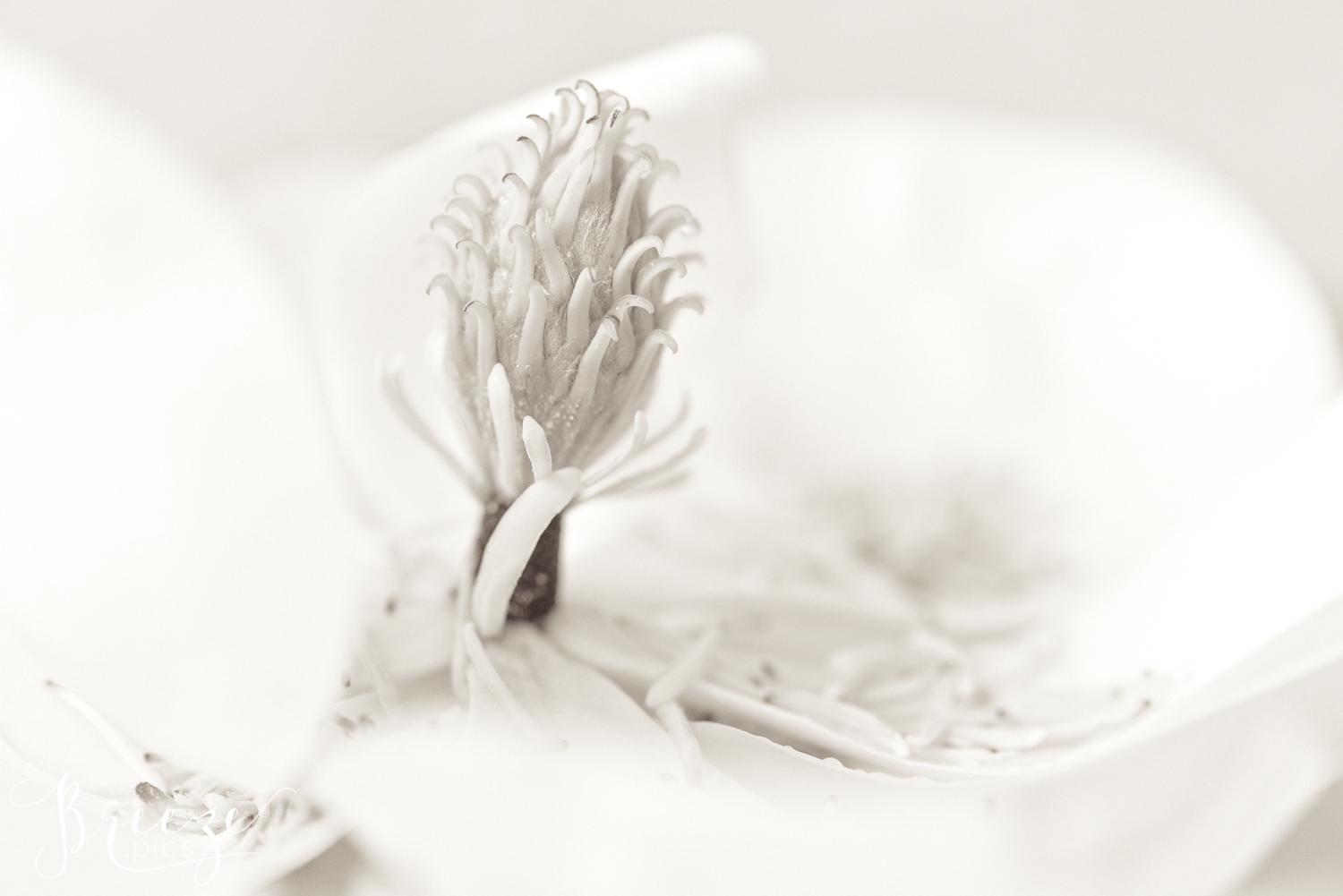 Magnolia Petals Nature Flowers in Black and White Monochrome, Fine Art Print Photograph, Breeze Pics, Bernadette Meyers