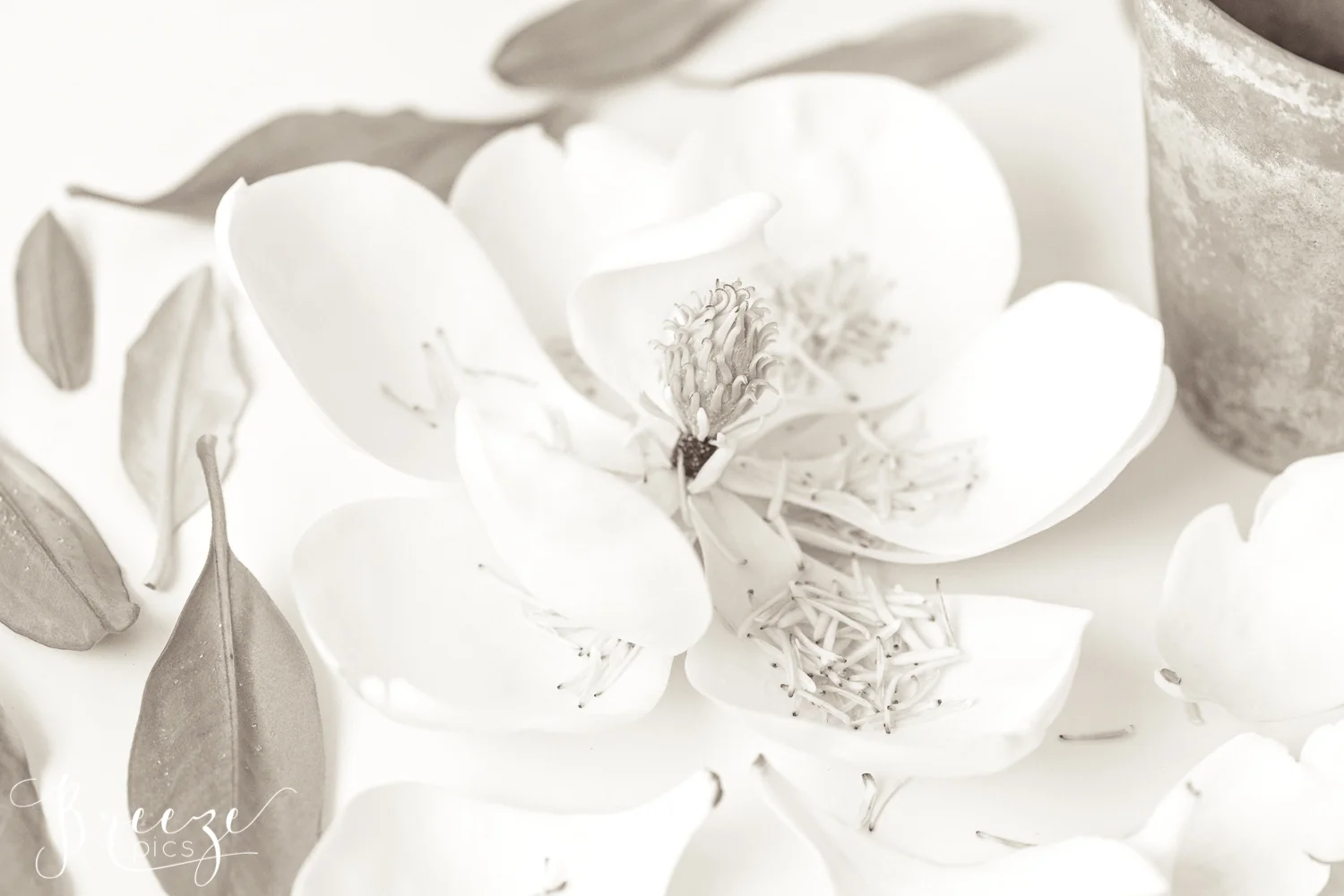 Magnolia Petals Nature Flowers in Black and White Monochrome, Fine Art Print Photograph, Breeze Pics, Bernadette Meyers